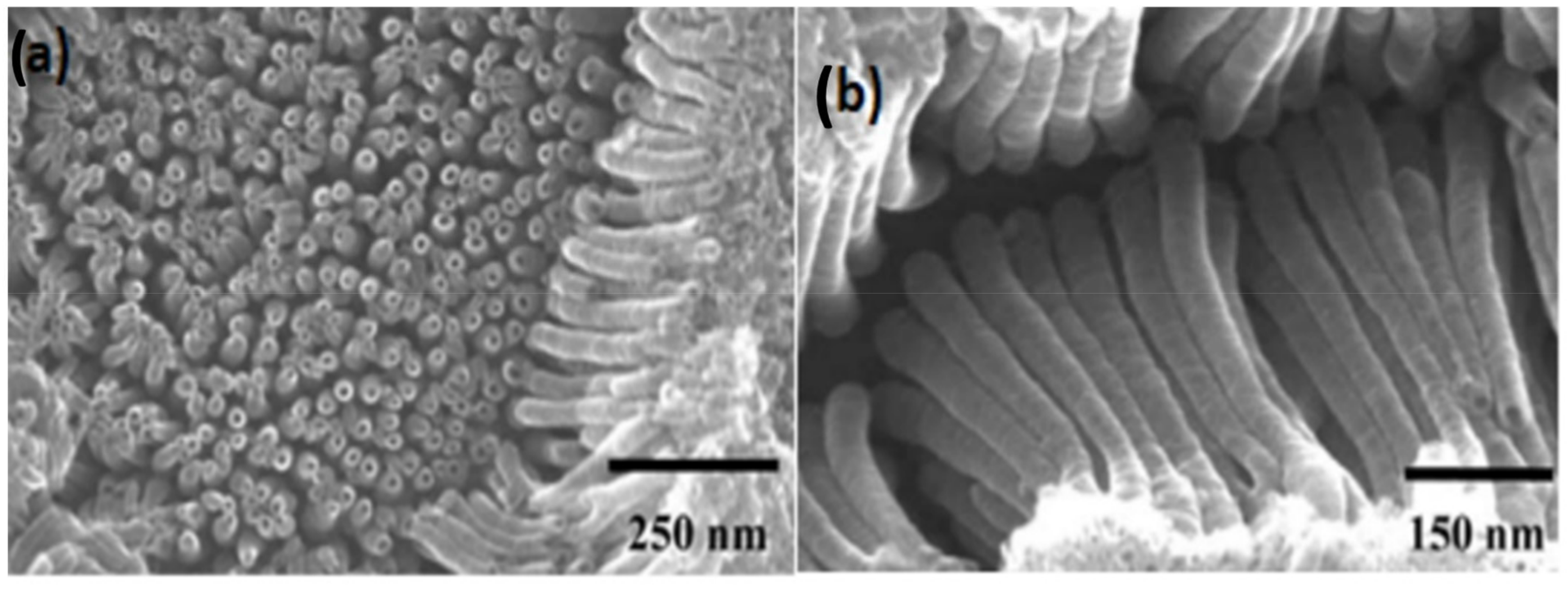 Nanomaterials 12 02034 g016 Nanomaterials 12 02034 g016