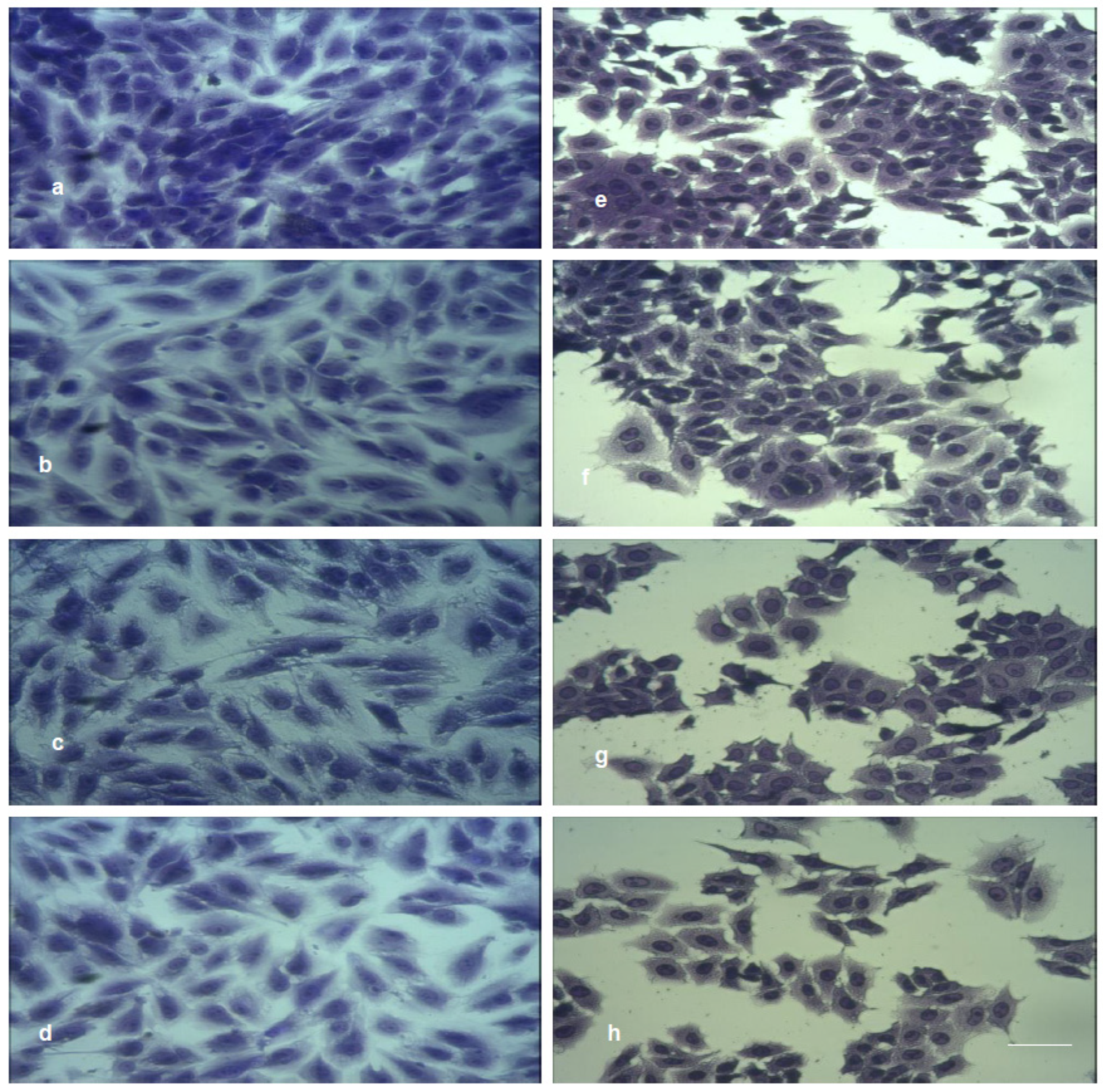 Nanomaterials 12 02096 g012 550