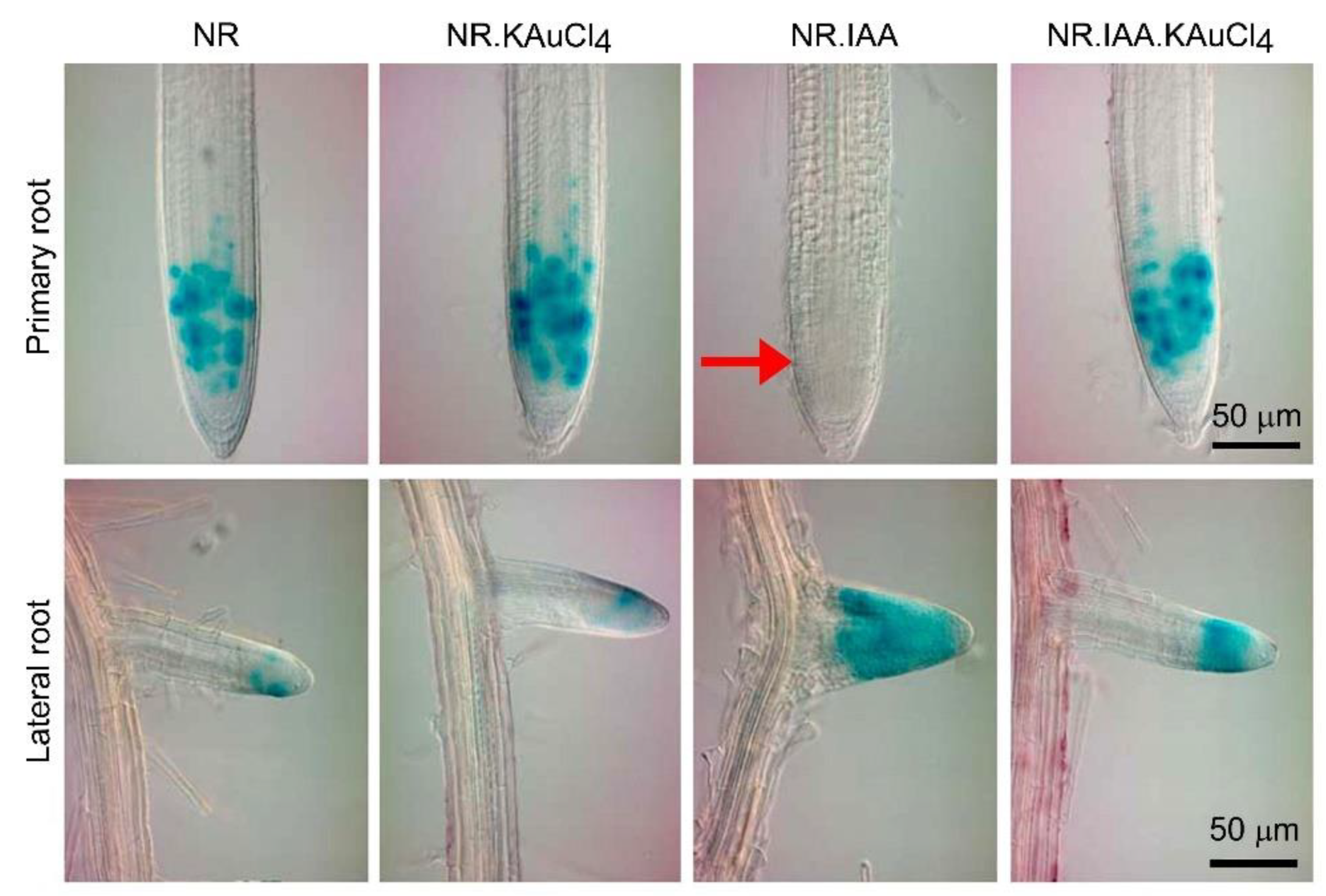 Nanomaterials 12 02099 g006