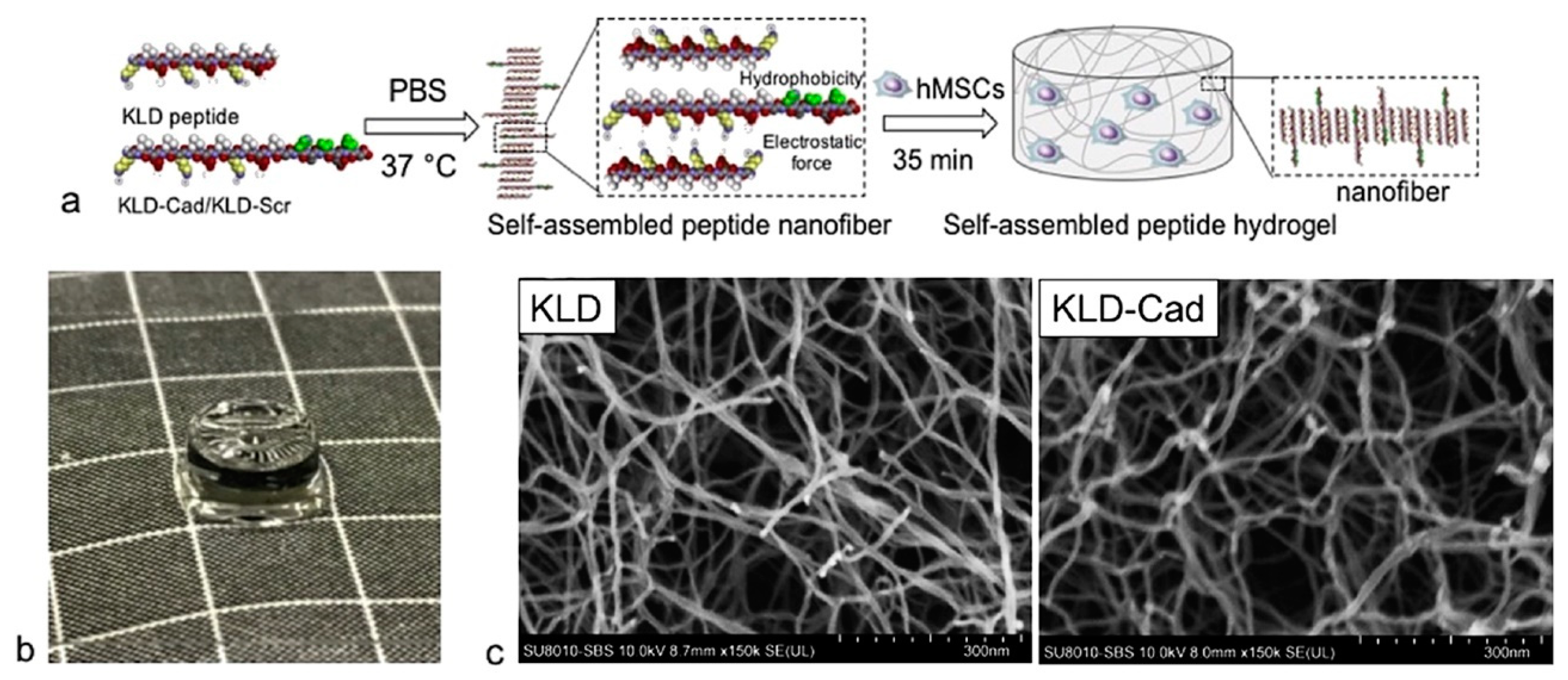 Nanomaterials 12 02147 g004
