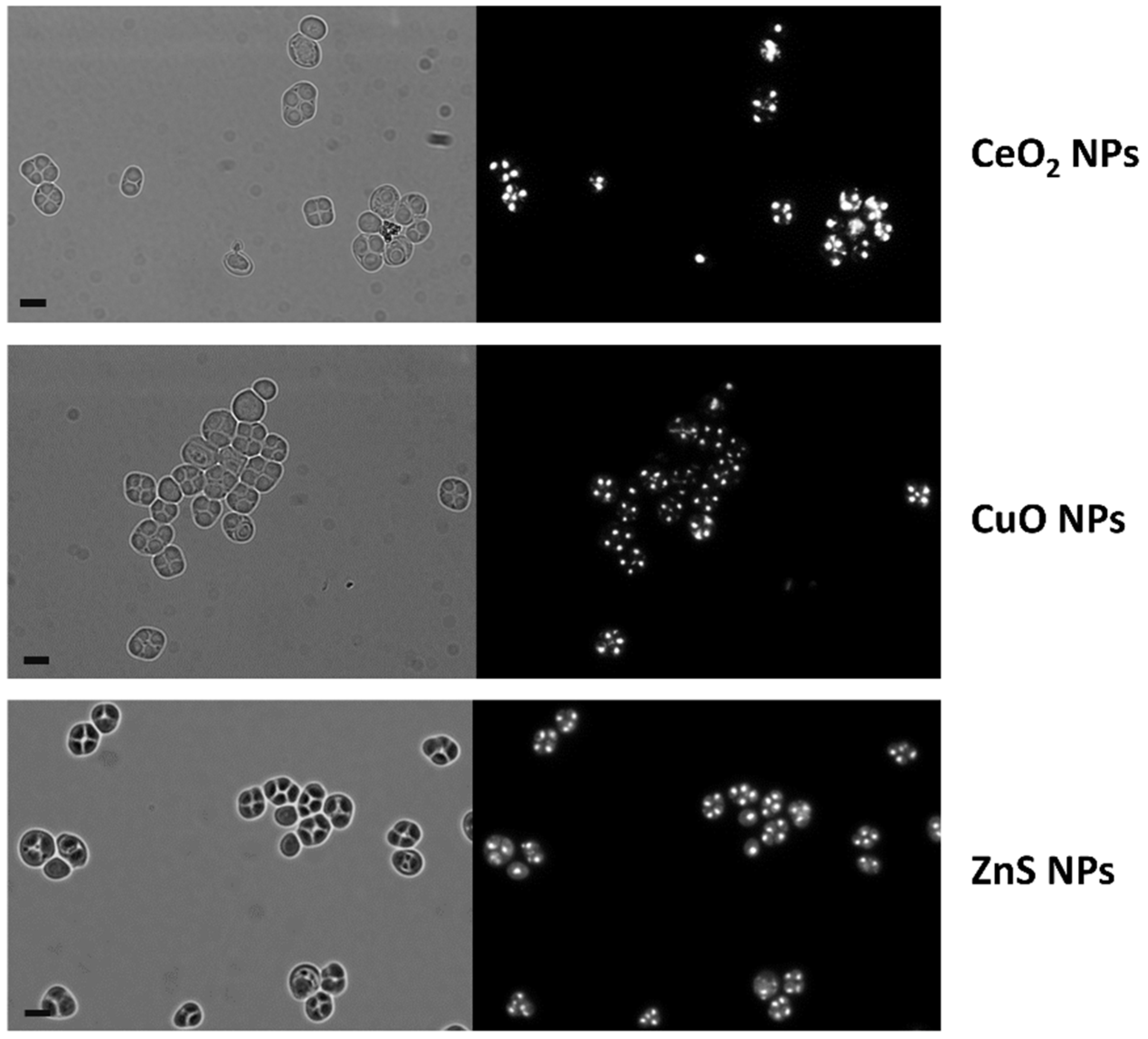 Nanomaterials 12 02208 g004 Nanomaterials 12 02208 g004
