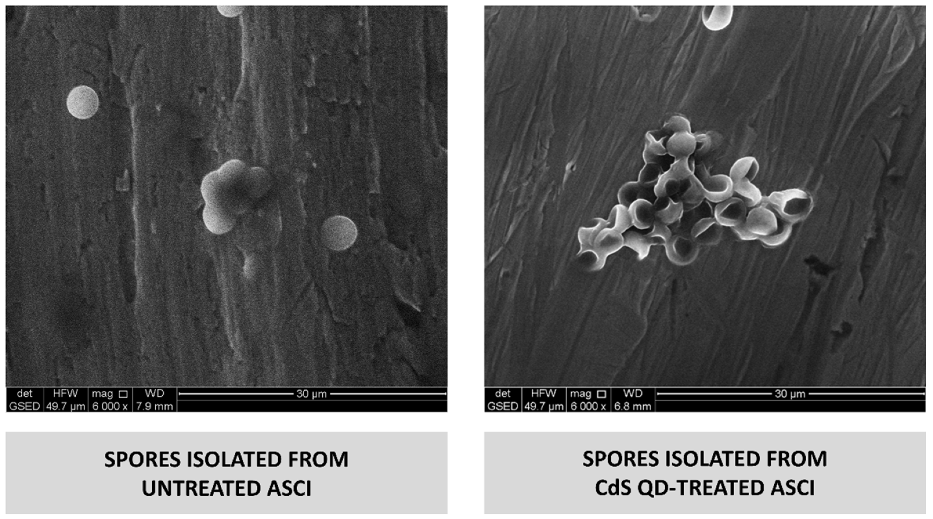 Nanomaterials 12 02208 g006 Nanomaterials 12 02208 g006