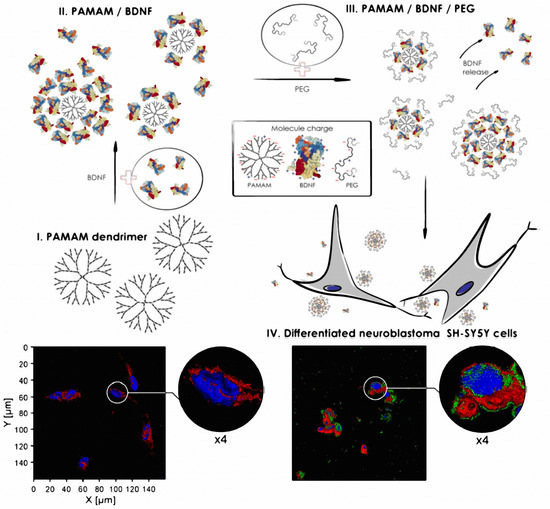 Self-Assembled Nanoscale Materials for Neuronal Regeneration