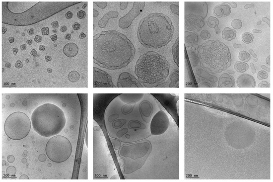 低価格 Self-Assembled Regeneration Neuronal for Materials Nanoscale 邦楽