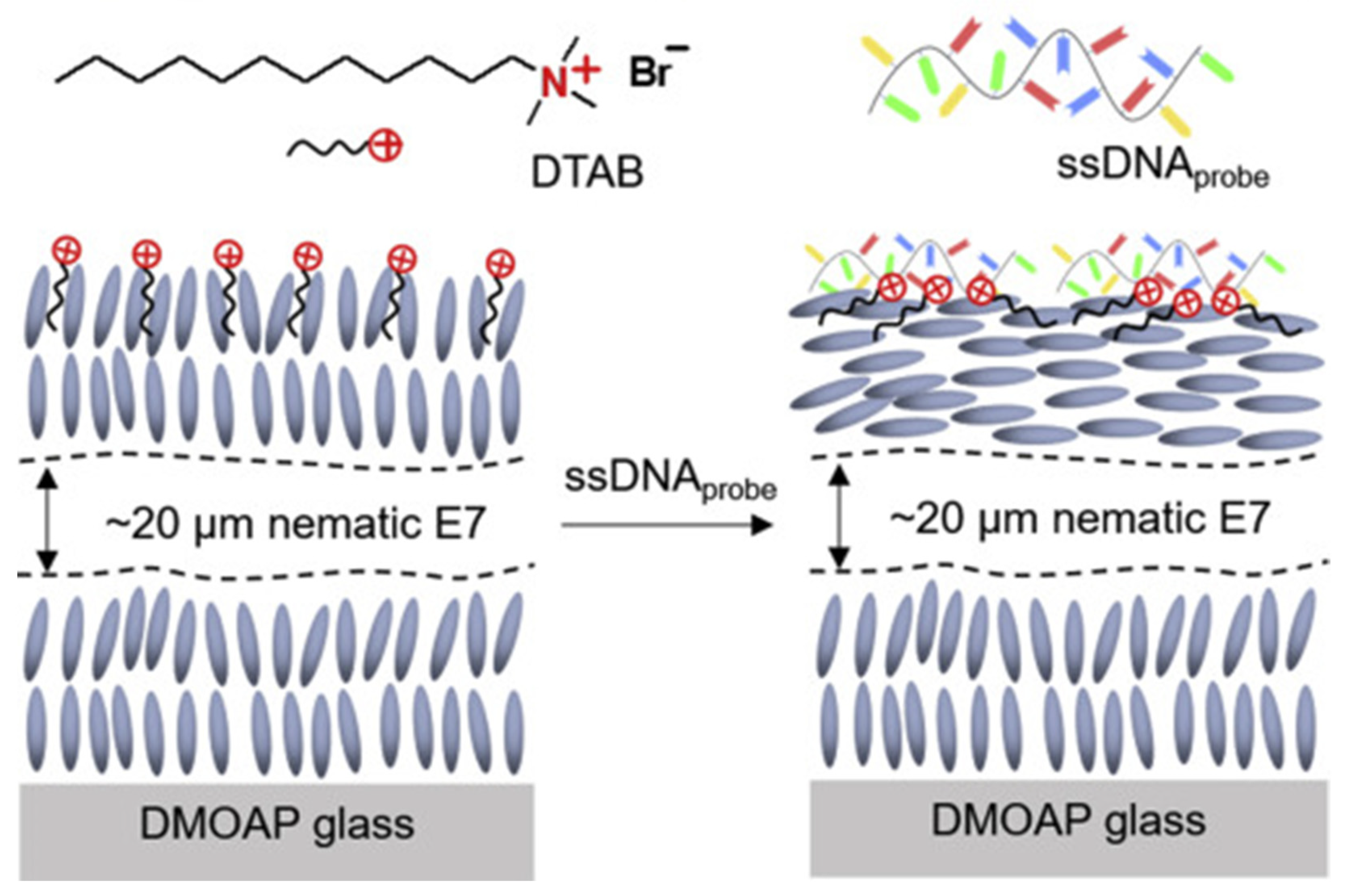 Nanomaterials 12 02272 g012 550