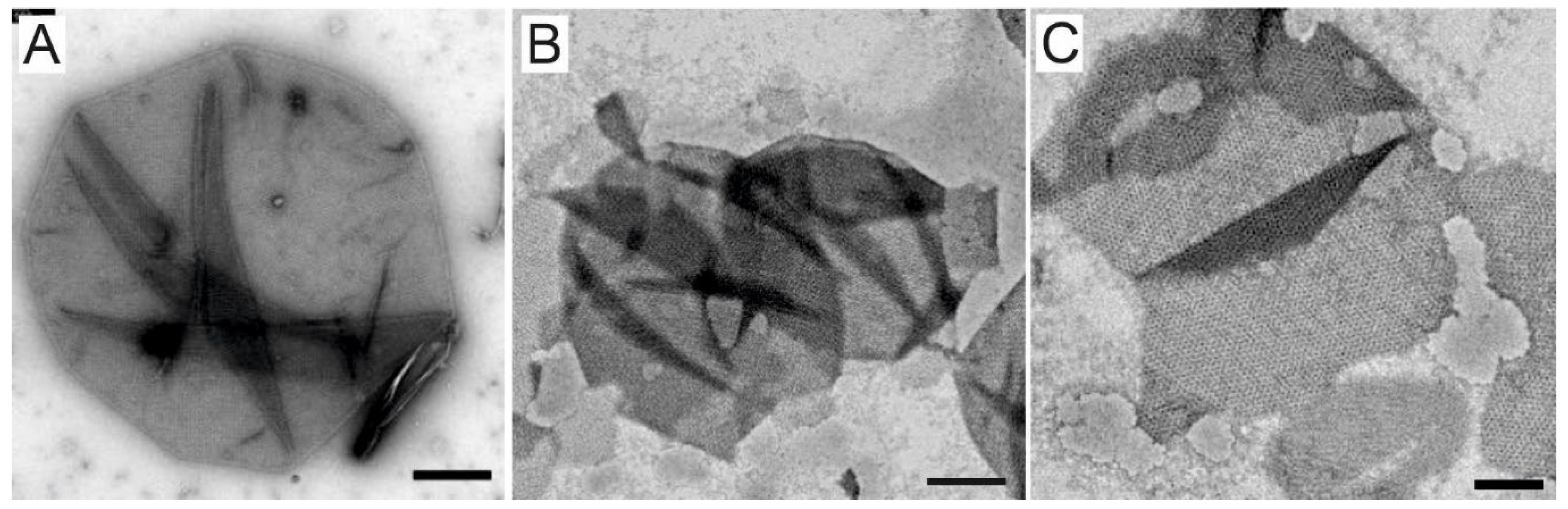 Nanomaterials 12 02502 g001