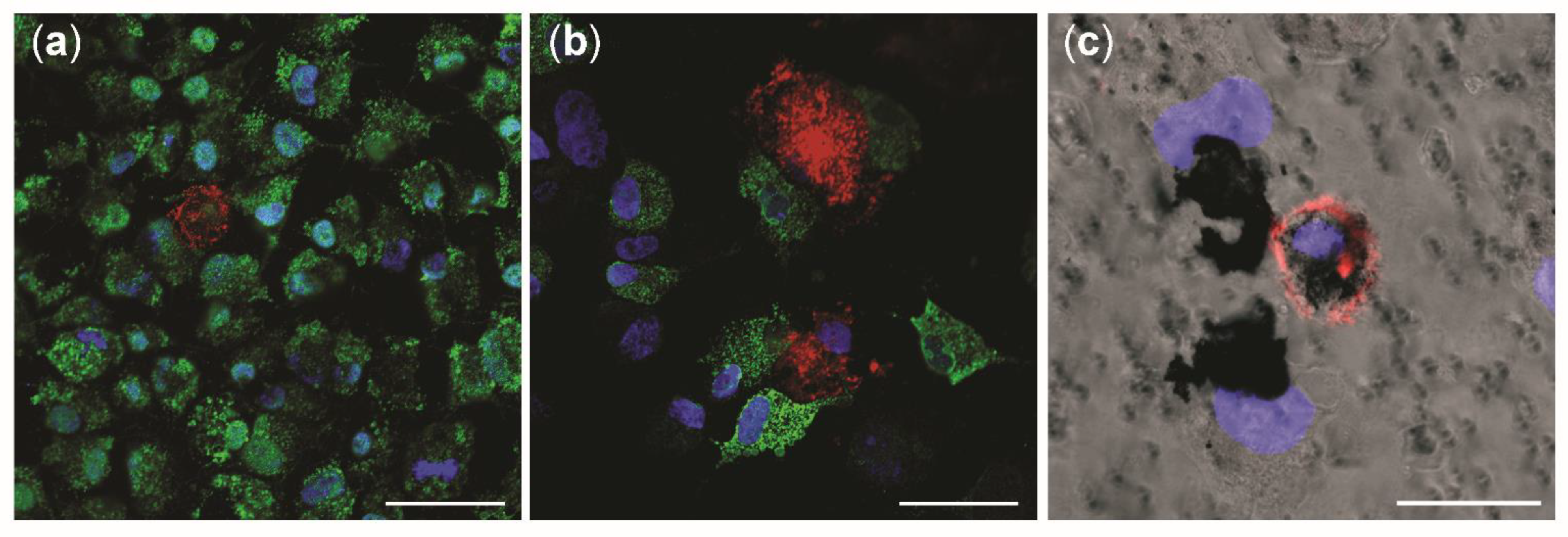 Nanomaterials 12 02609 g007