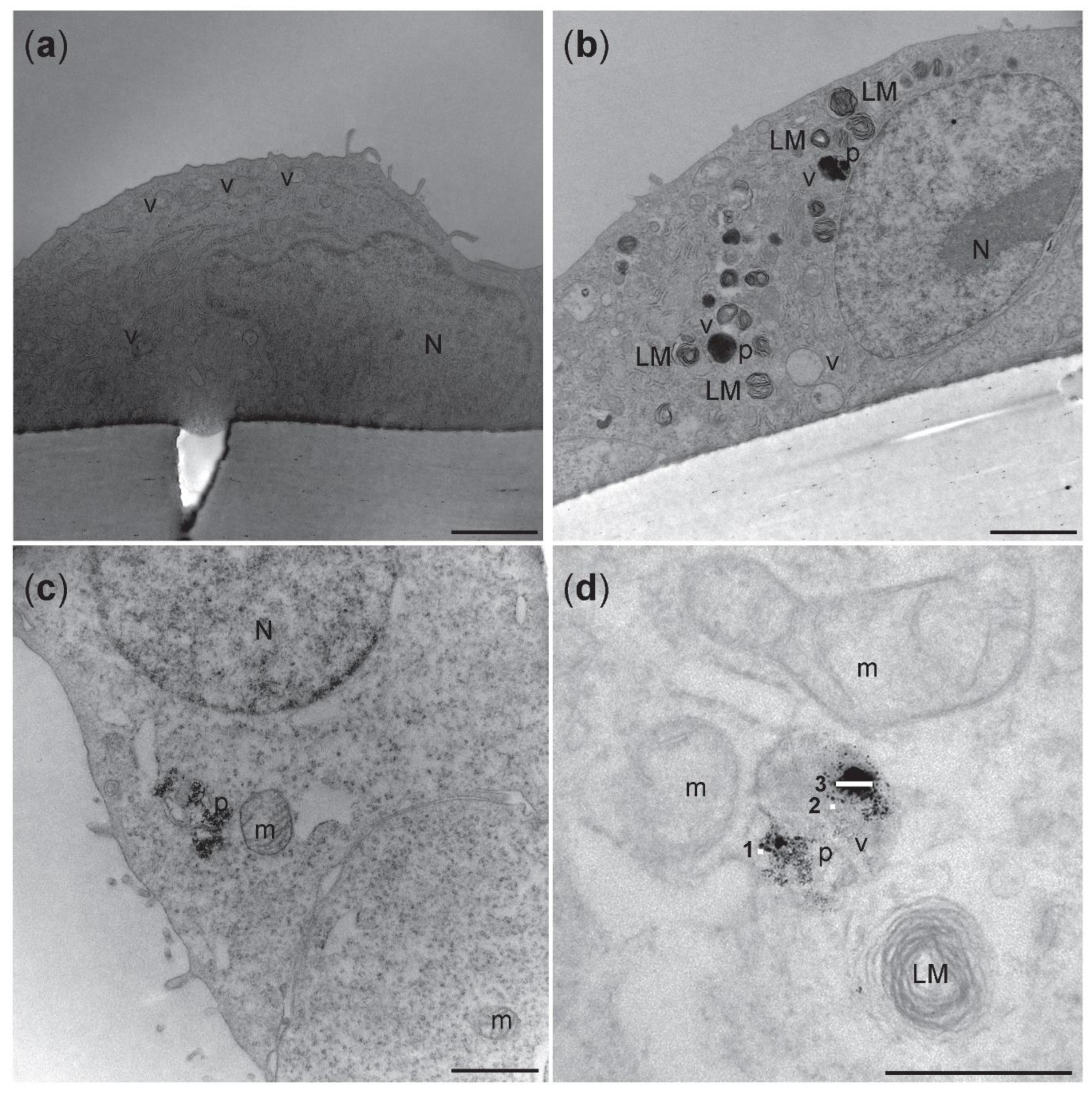 Nanomaterials 12 02609 g008