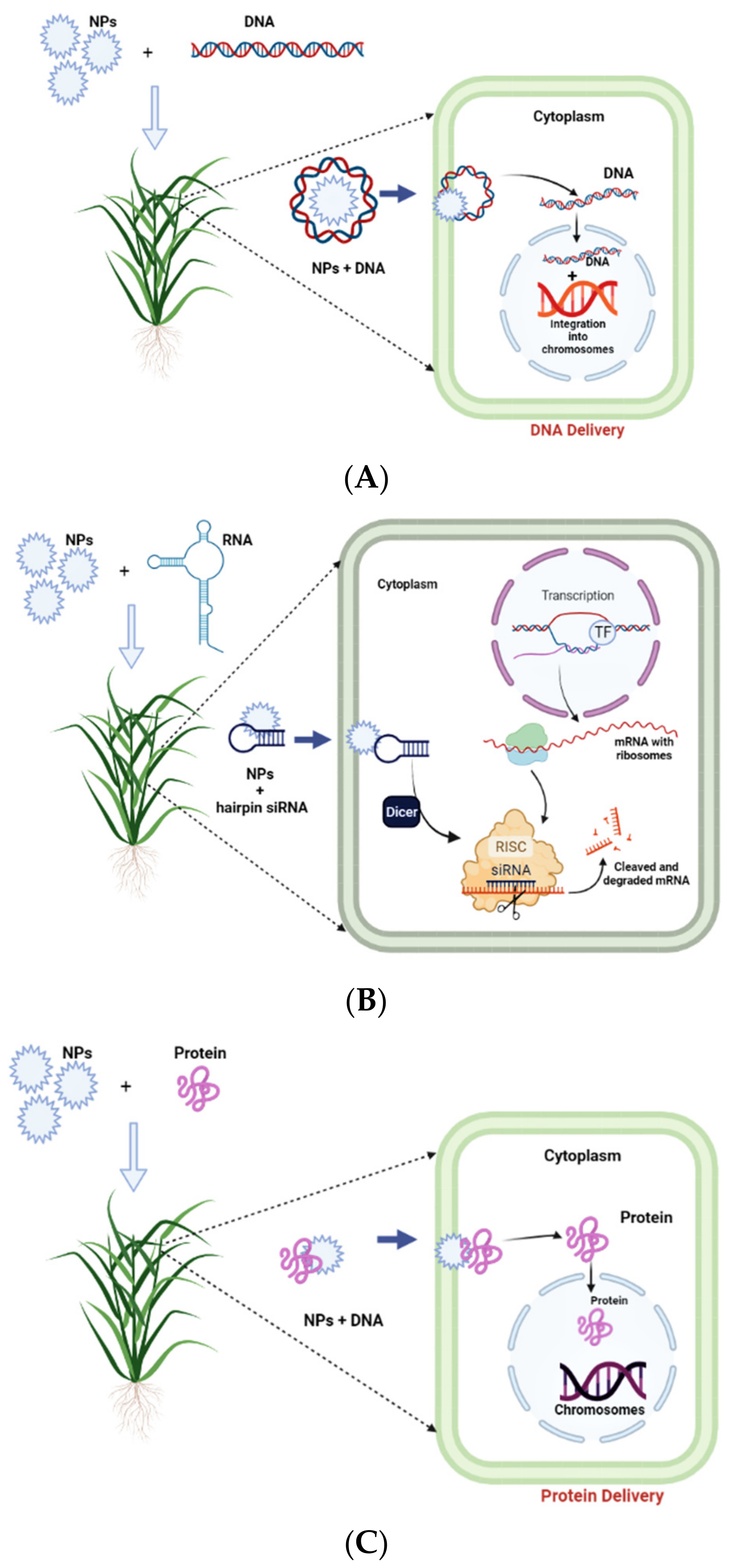 Nanomaterials 12 02667 g003