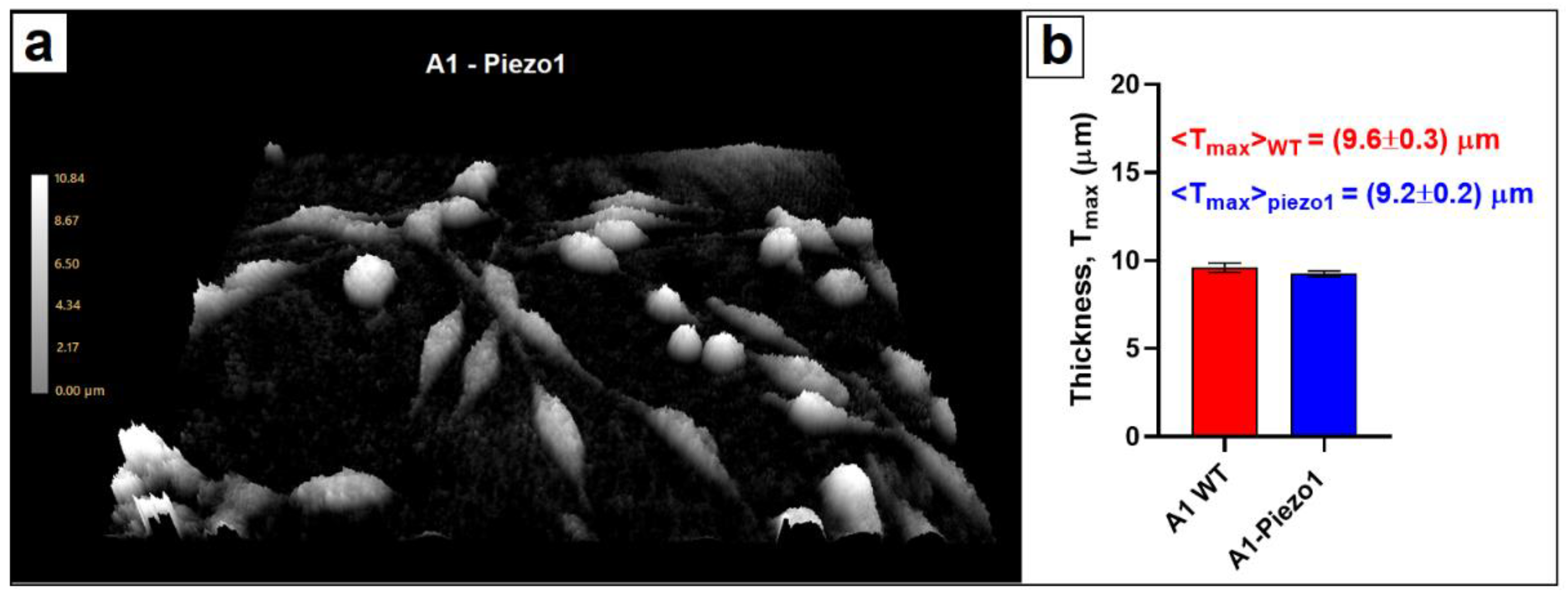 Nanomaterials 12 02691 g004 550