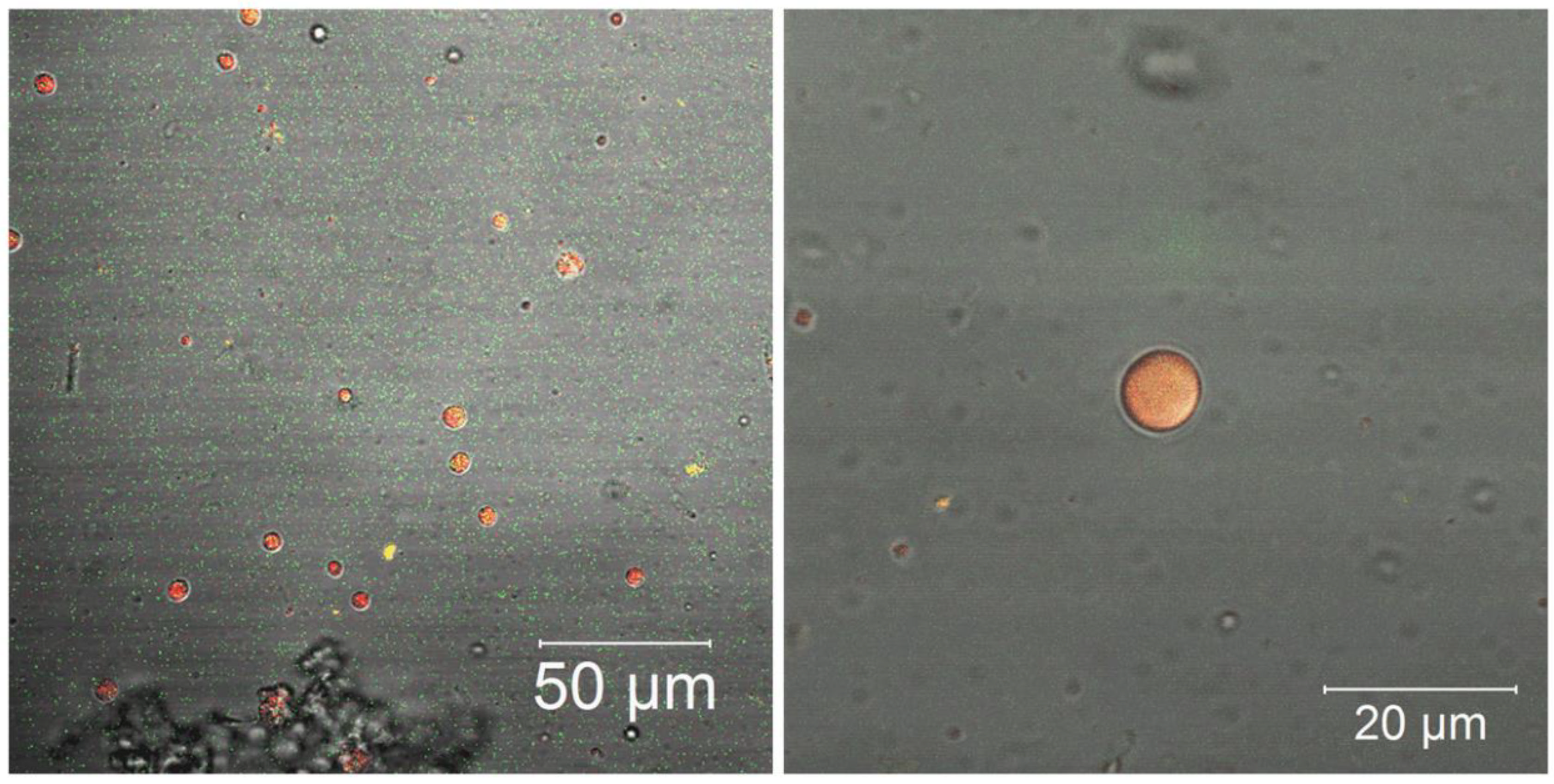 Nanomaterials 12 02712 g006