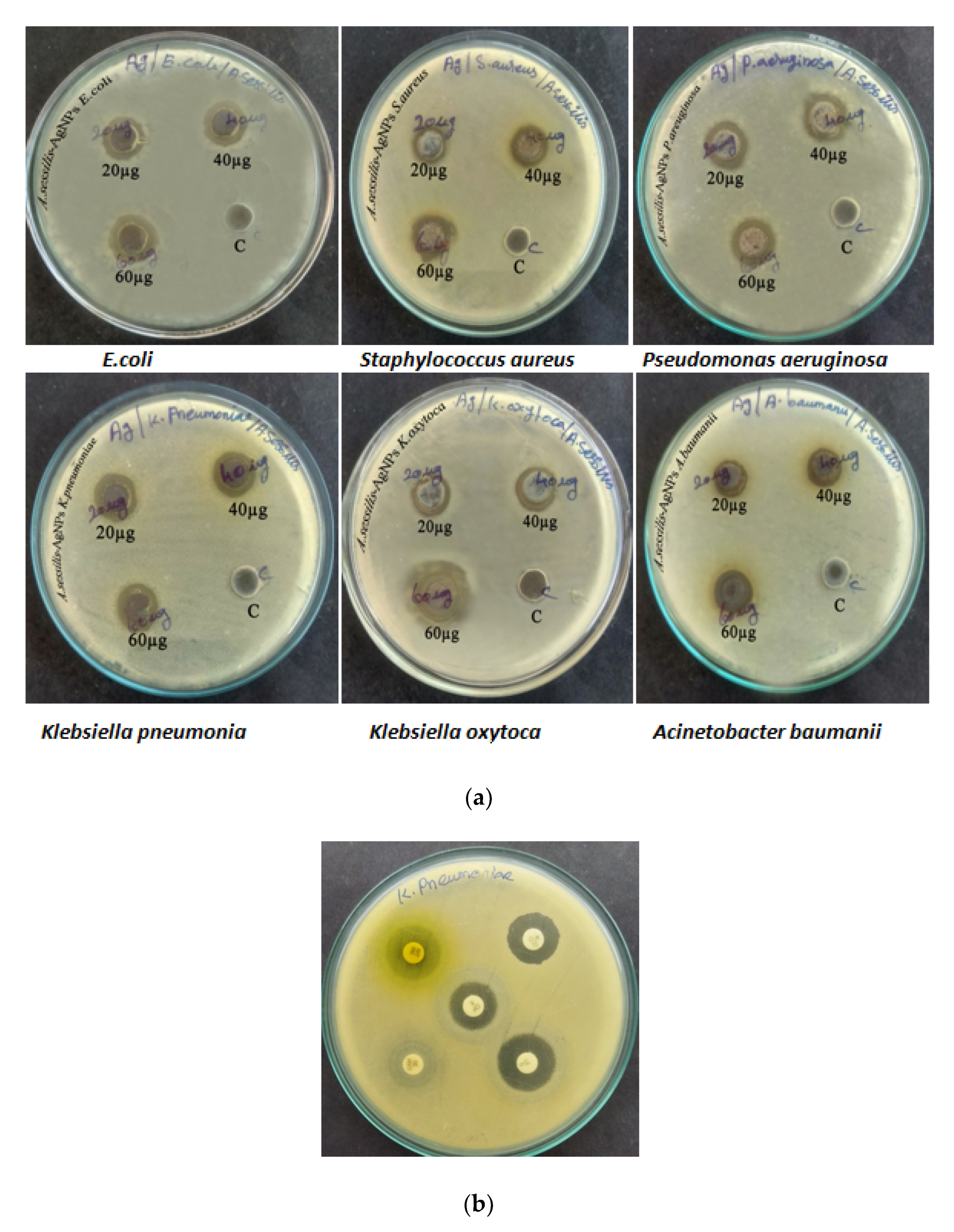 Nanomaterials 12 02759 g001