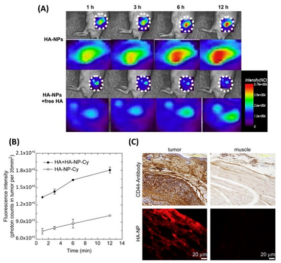 Magnetic Tweezers Measurement of Single Molecule Torque
