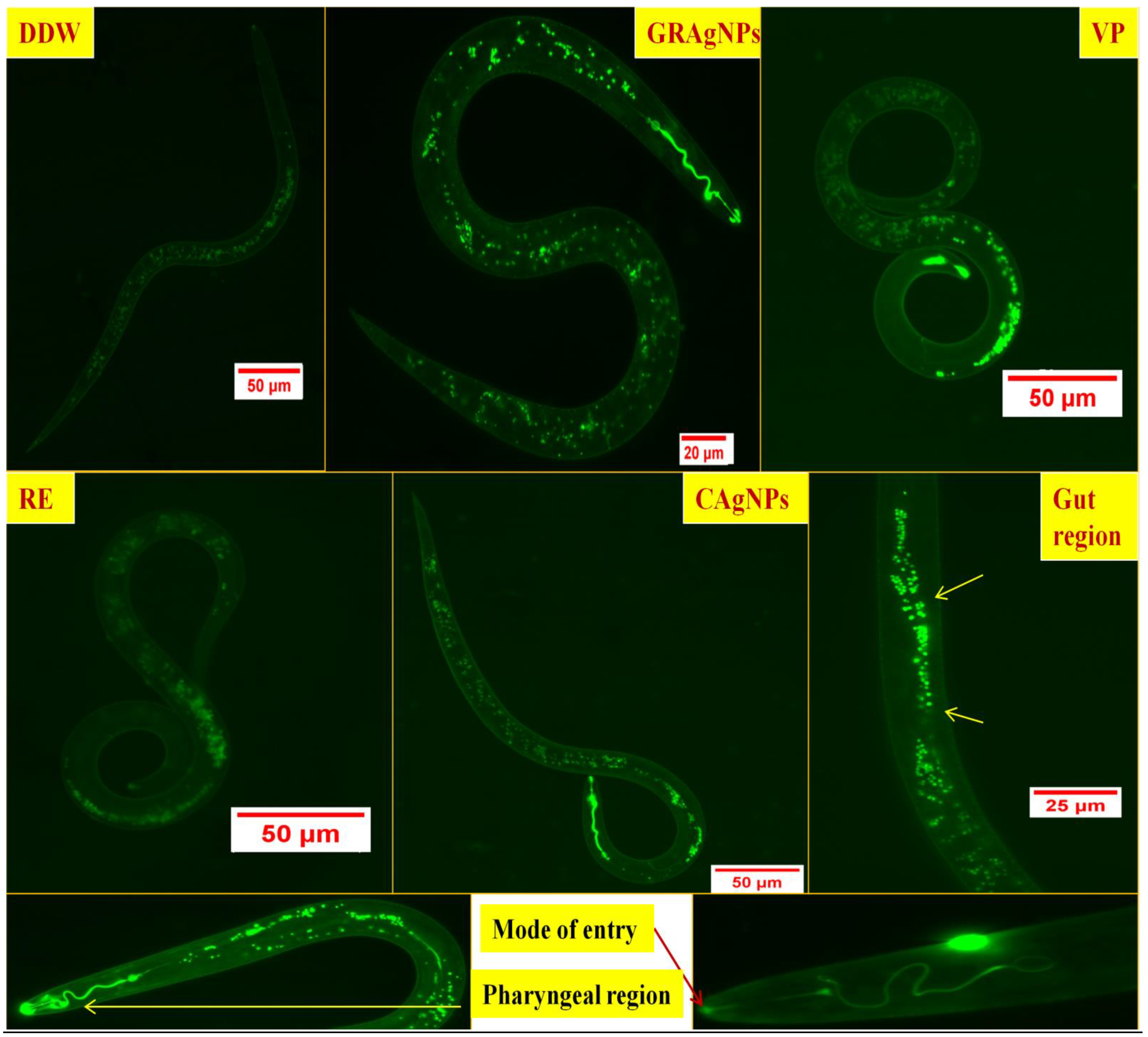 Nanomaterials 12 02966 g006