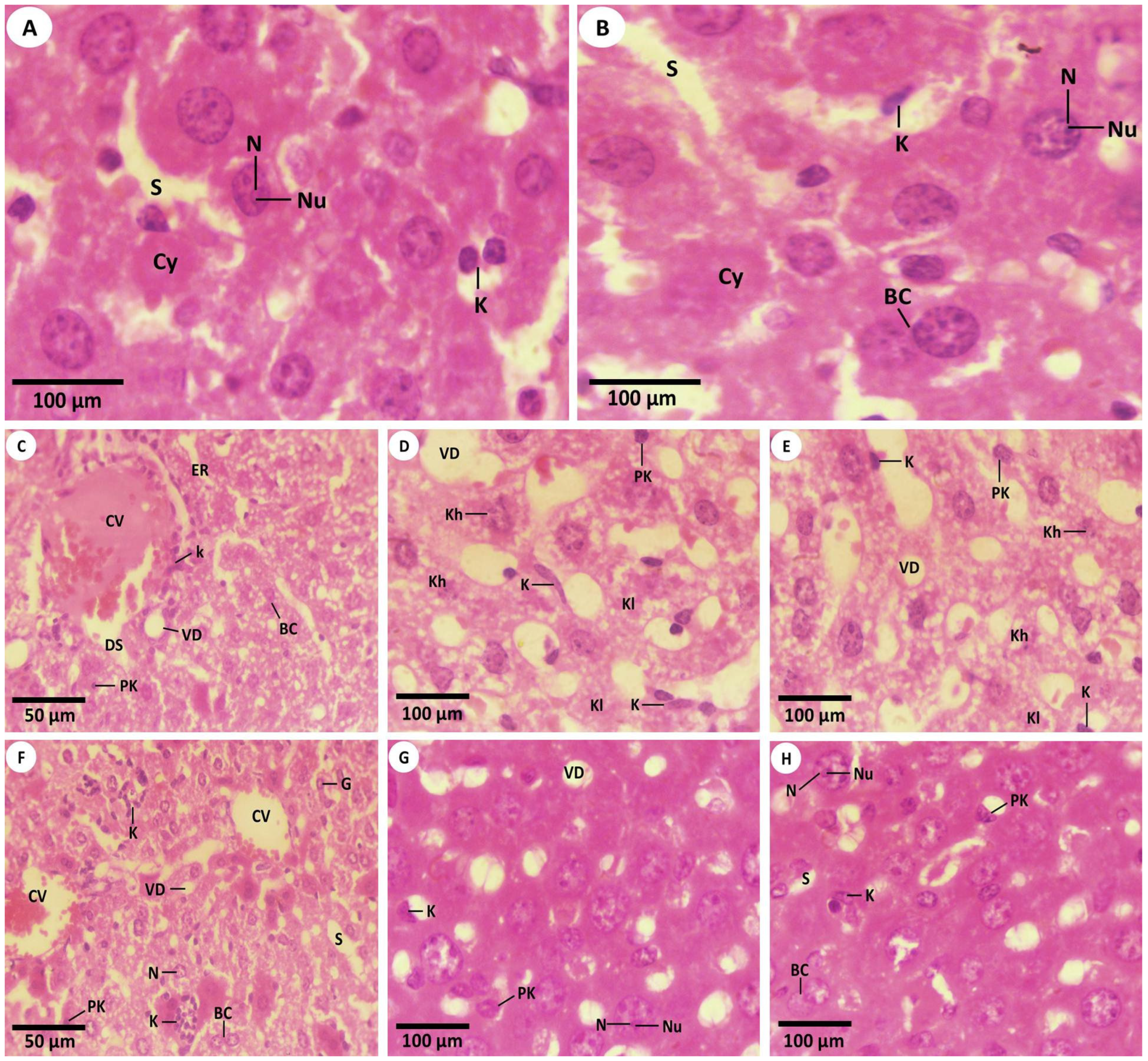 Nanomaterials 12 03074 g003 Nanomaterials 12 03074 g003