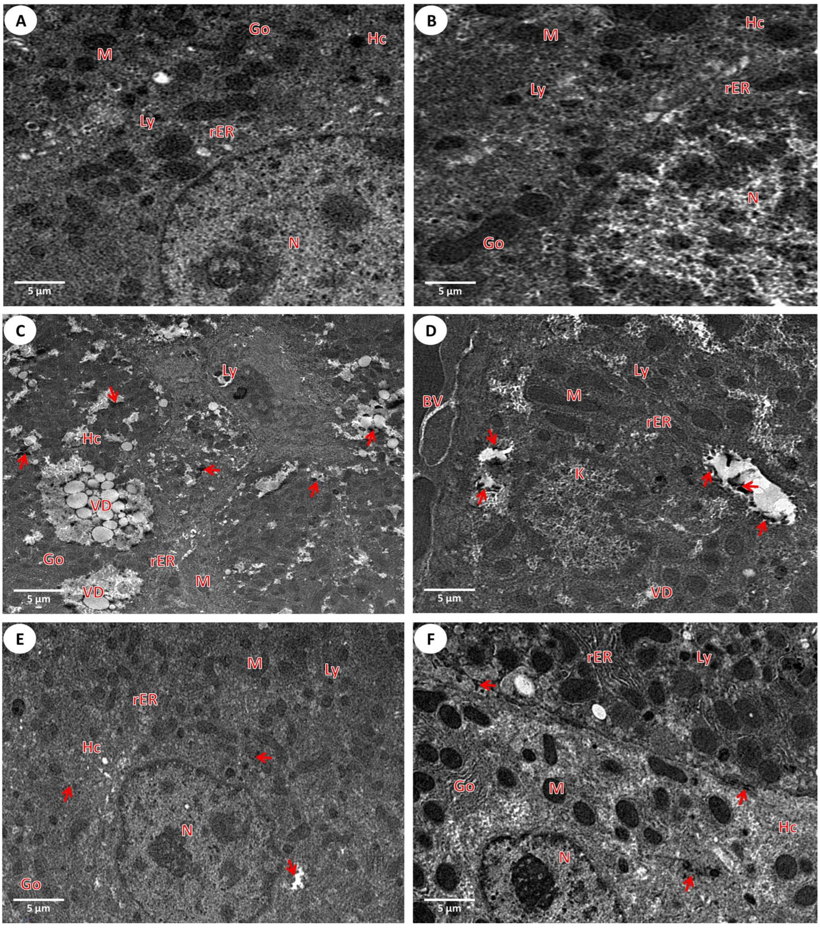 Nanomaterials 12 03074 g004 Nanomaterials 12 03074 g004