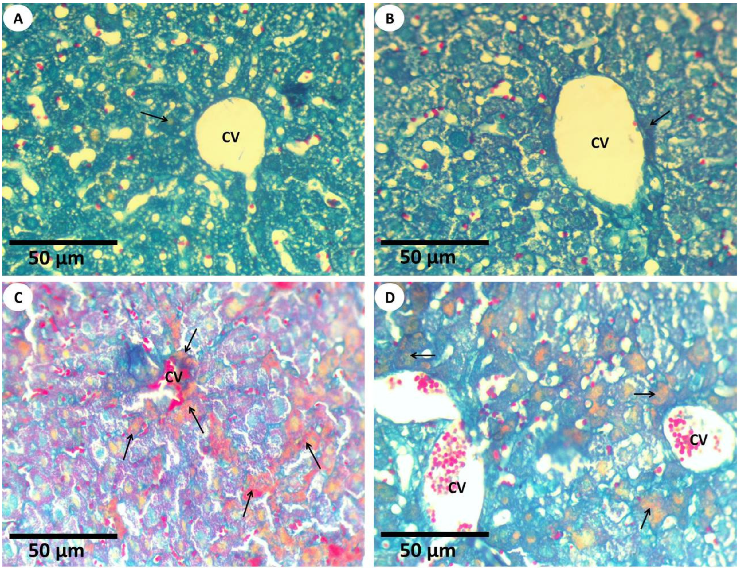 Nanomaterials 12 03074 g005 Nanomaterials 12 03074 g005