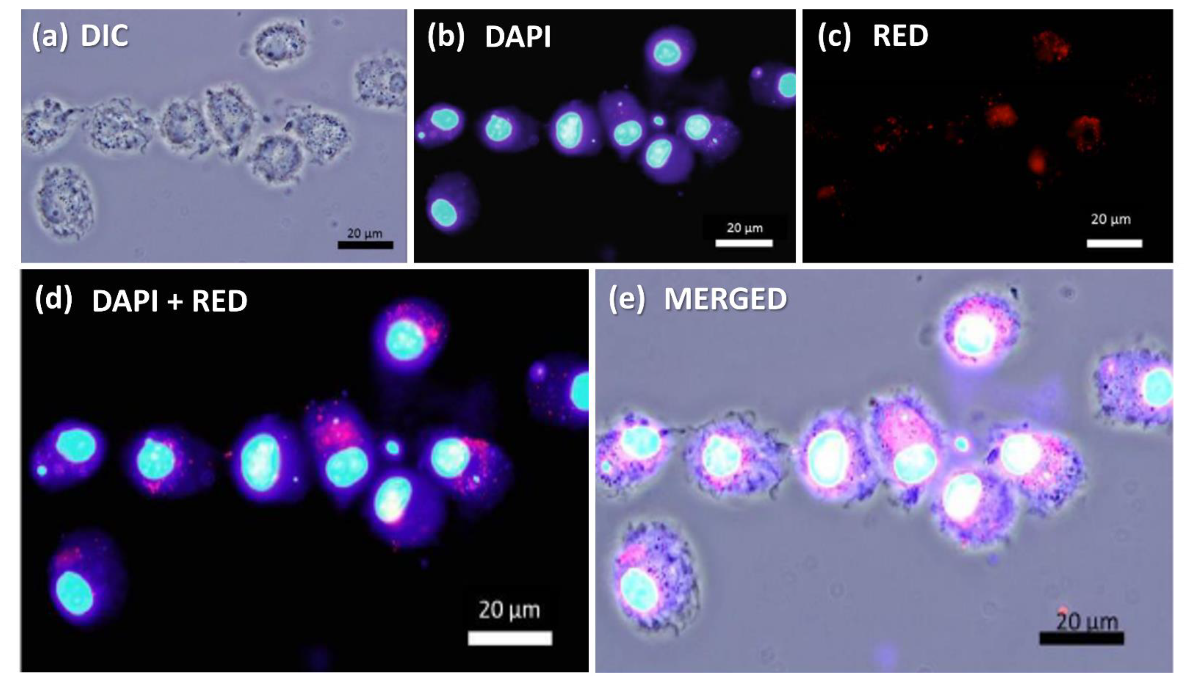 Nanomaterials 12 03145 g007