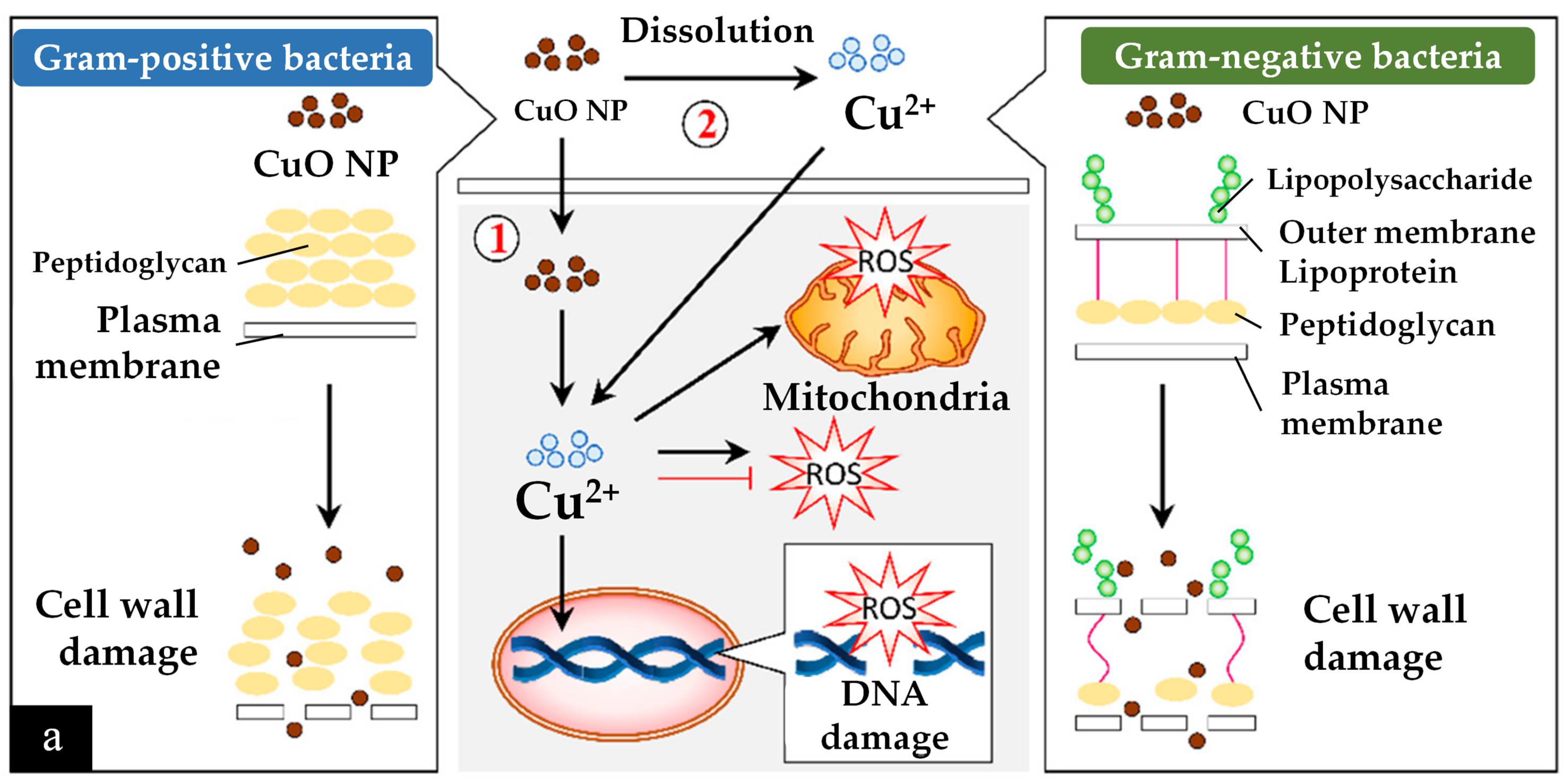 Nanomaterials 12 03312 g006a Nanomaterials 12 03312 g006a