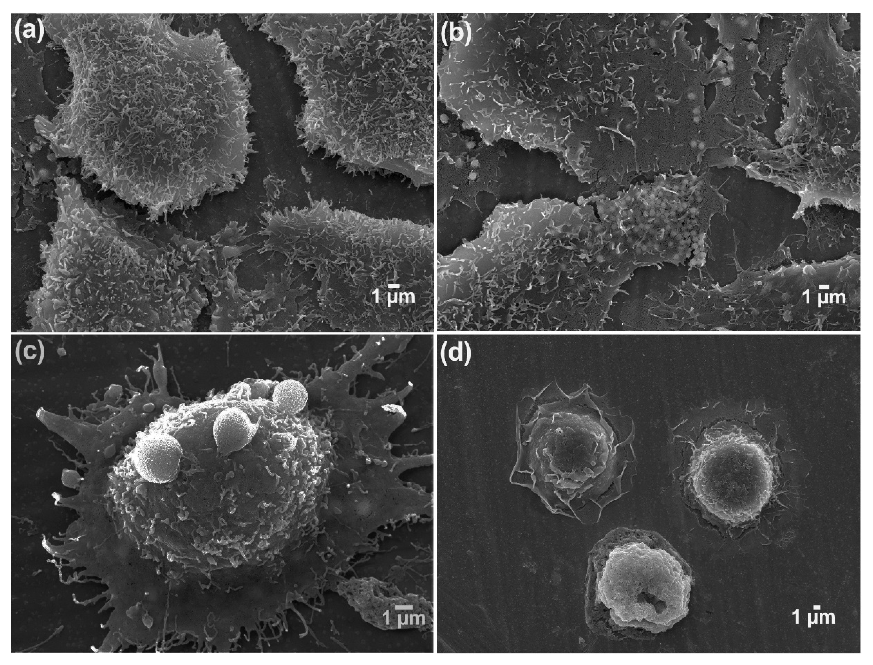 Nanomaterials 12 03493 g007