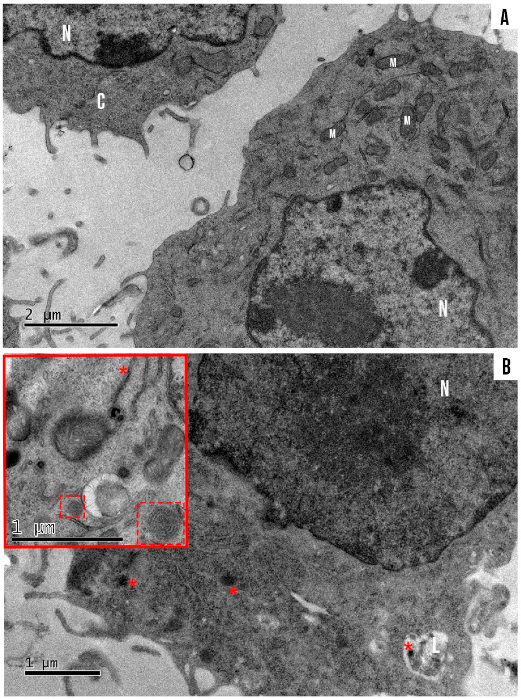 Nanomaterials 12 03547 g008 Nanomaterials 12 03547 g008