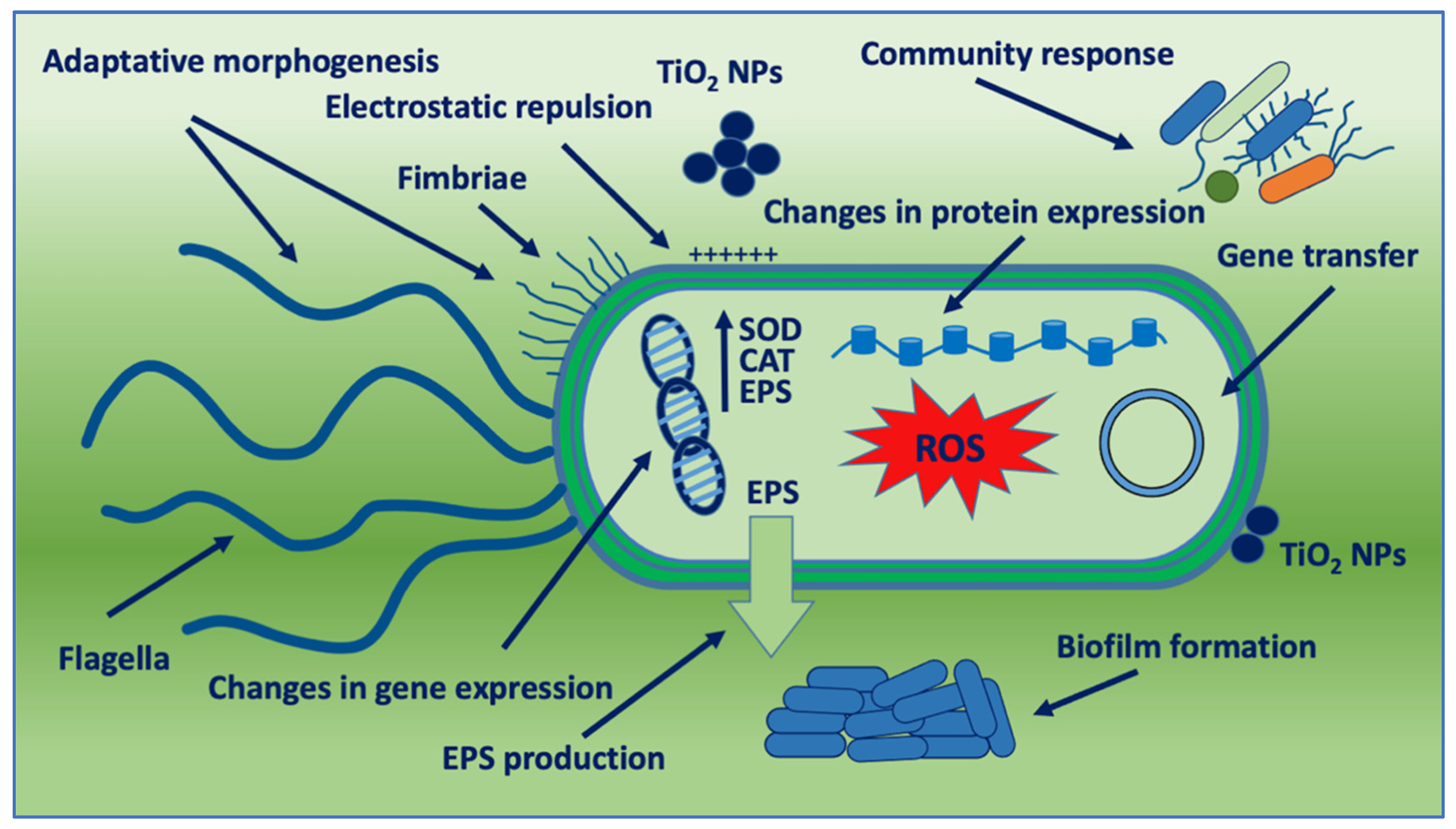 Nanomaterials 12 03616 g004 550