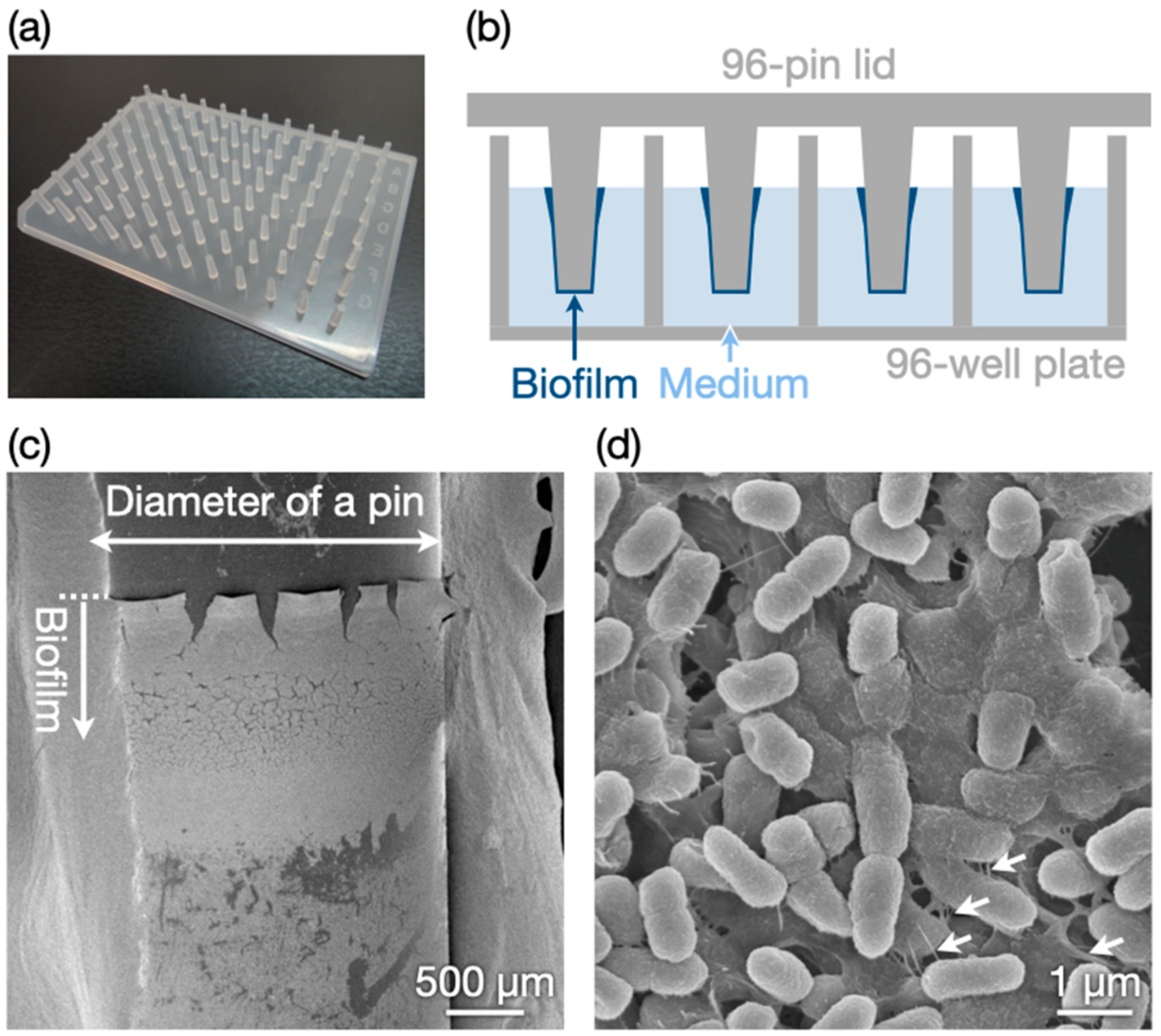 Nanomaterials 12 03681 g001 Nanomaterials 12 03681 g001