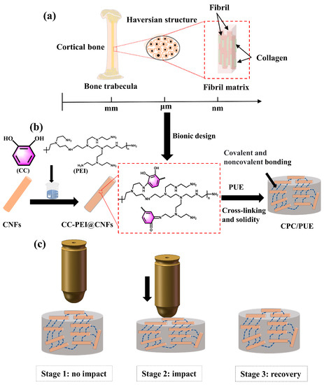 Study on Bone-like Microstructure Design of Carbon Nanofibers