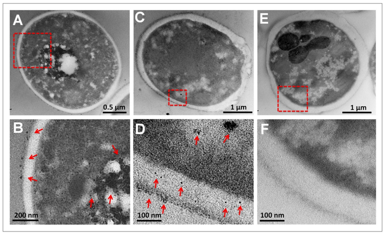Nanomaterials 12 03856 g007 Nanomaterials 12 03856 g007