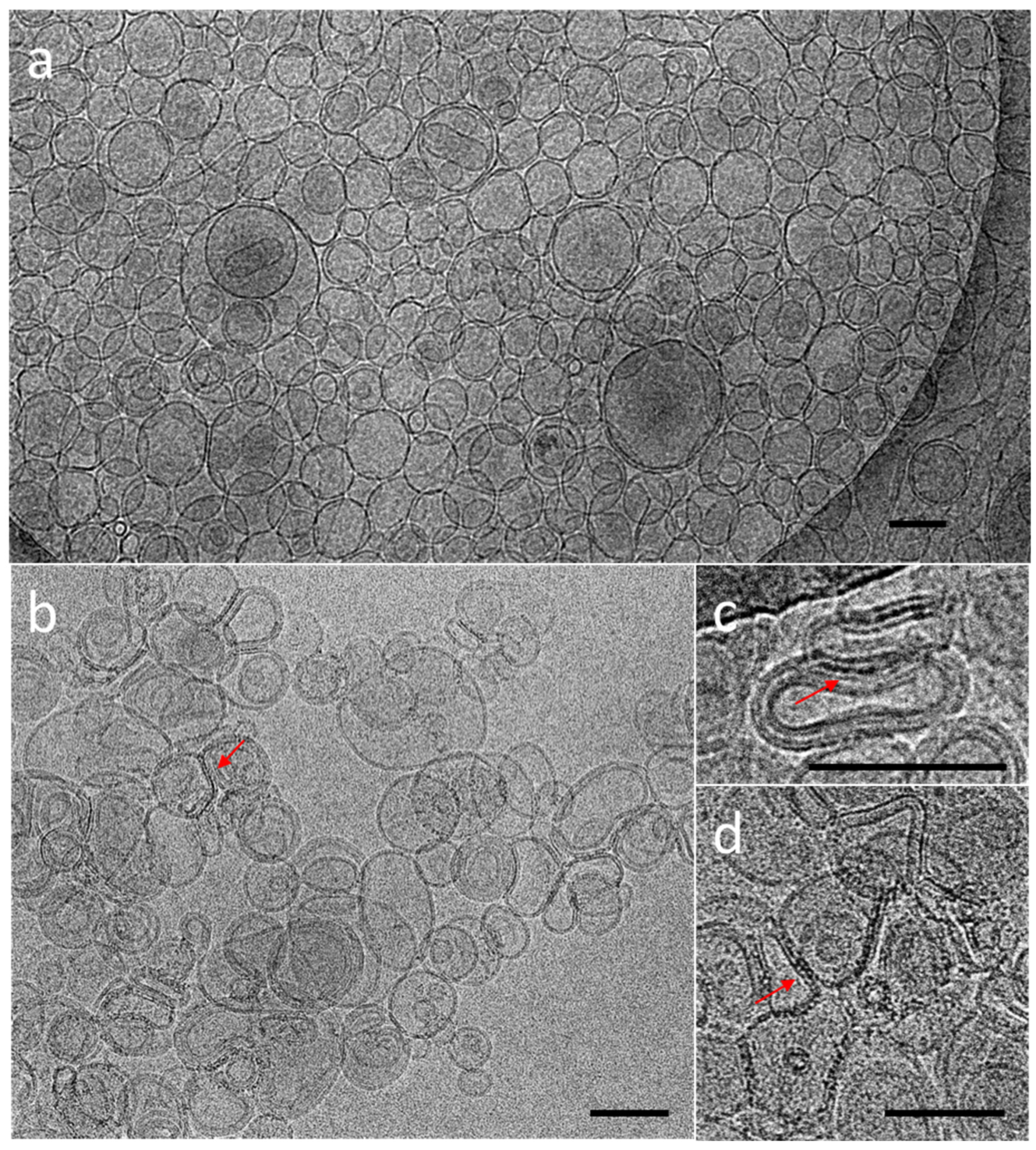 Nanomaterials 12 03875 g006 Nanomaterials 12 03875 g006