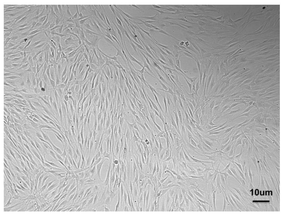 Challenges of Periodontal Tissue Engineering: Increasing