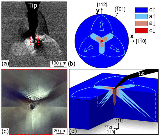 Competition between Ferroelectric and Ferroelastic Domain