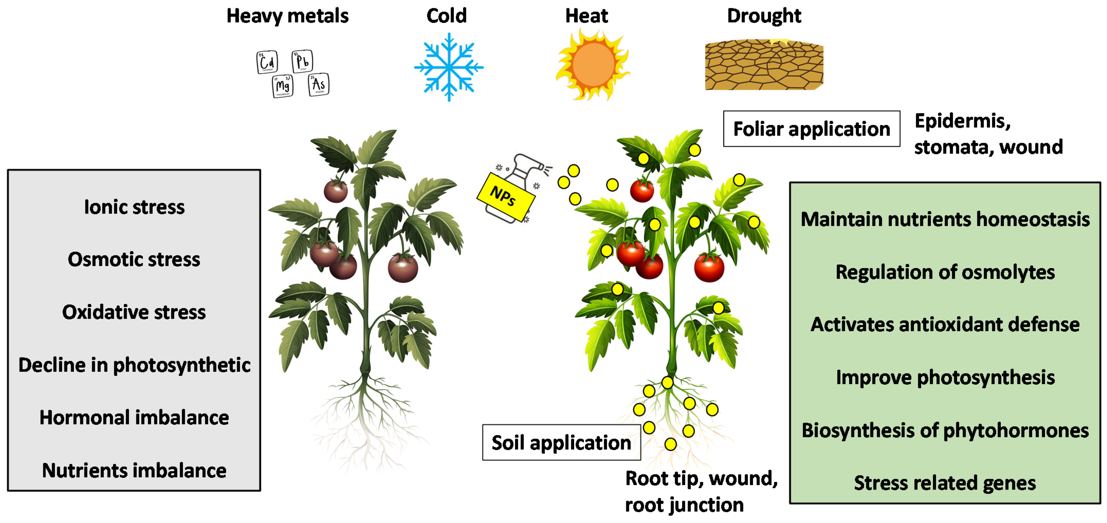 Nanomaterials 12 03915 g001
