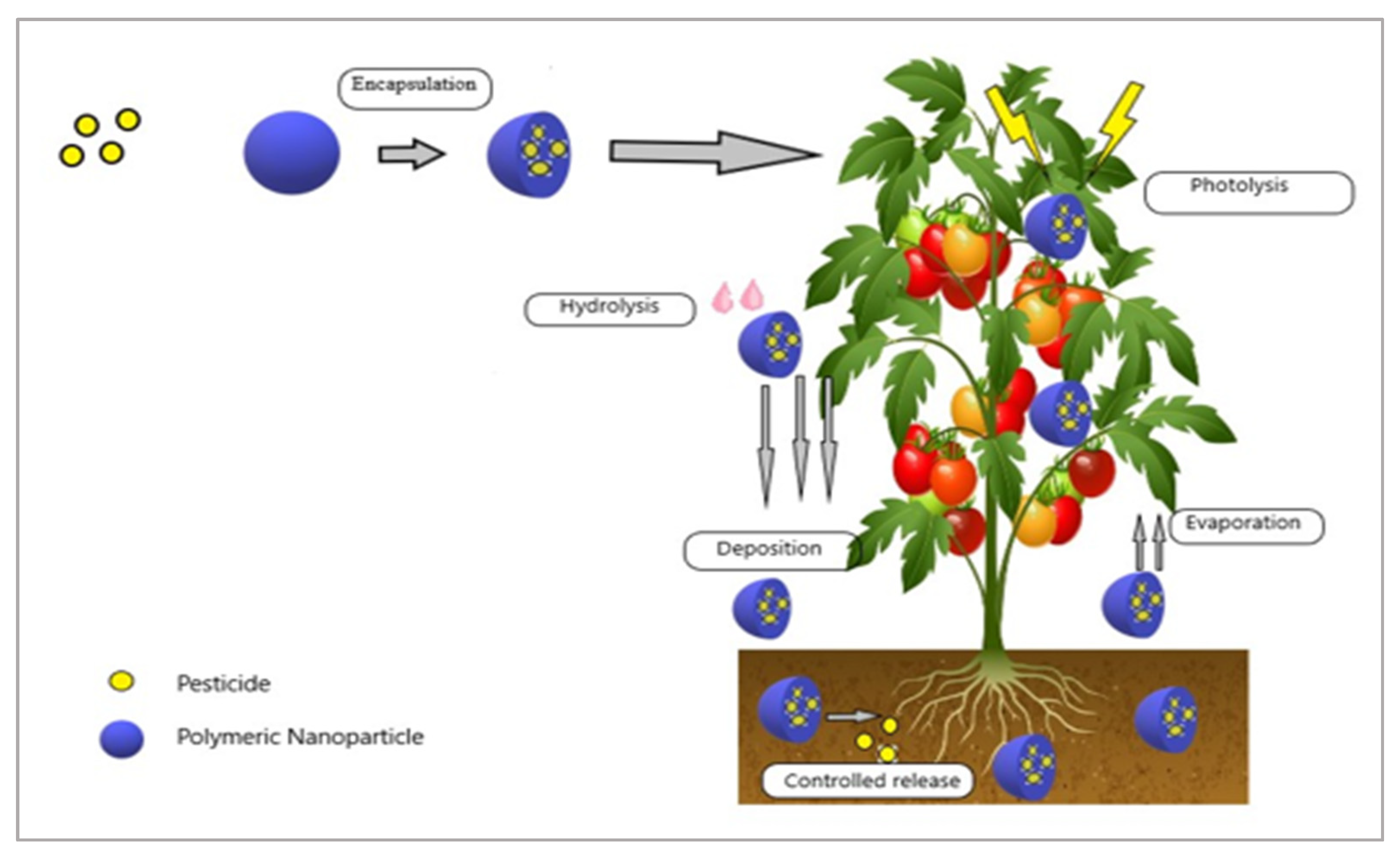 Advances in Biopolymeric Nanopesticides: A New Eco-Friendly