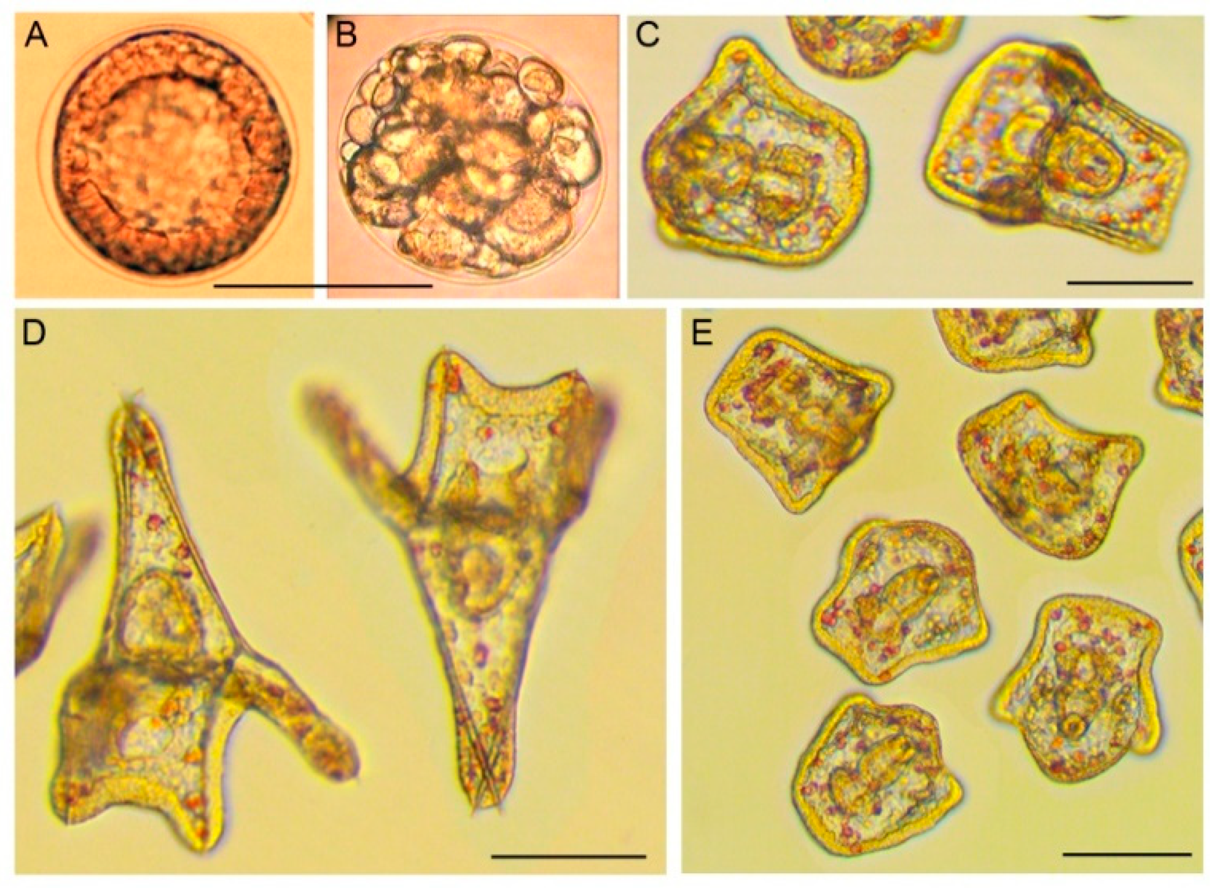Nanomaterials 12 04003 g004
