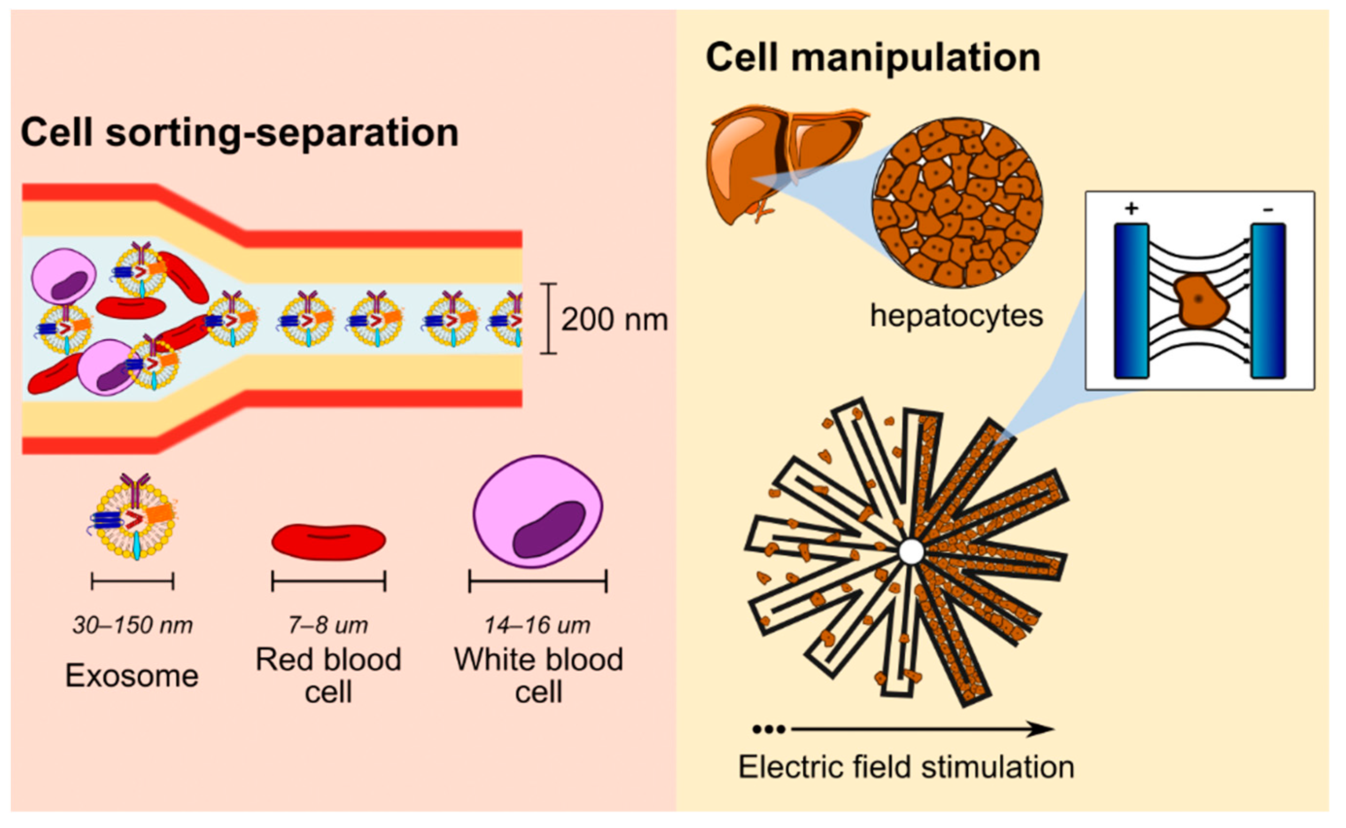 Nanomaterials 12 04025 g006 Nanomaterials 12 04025 g006