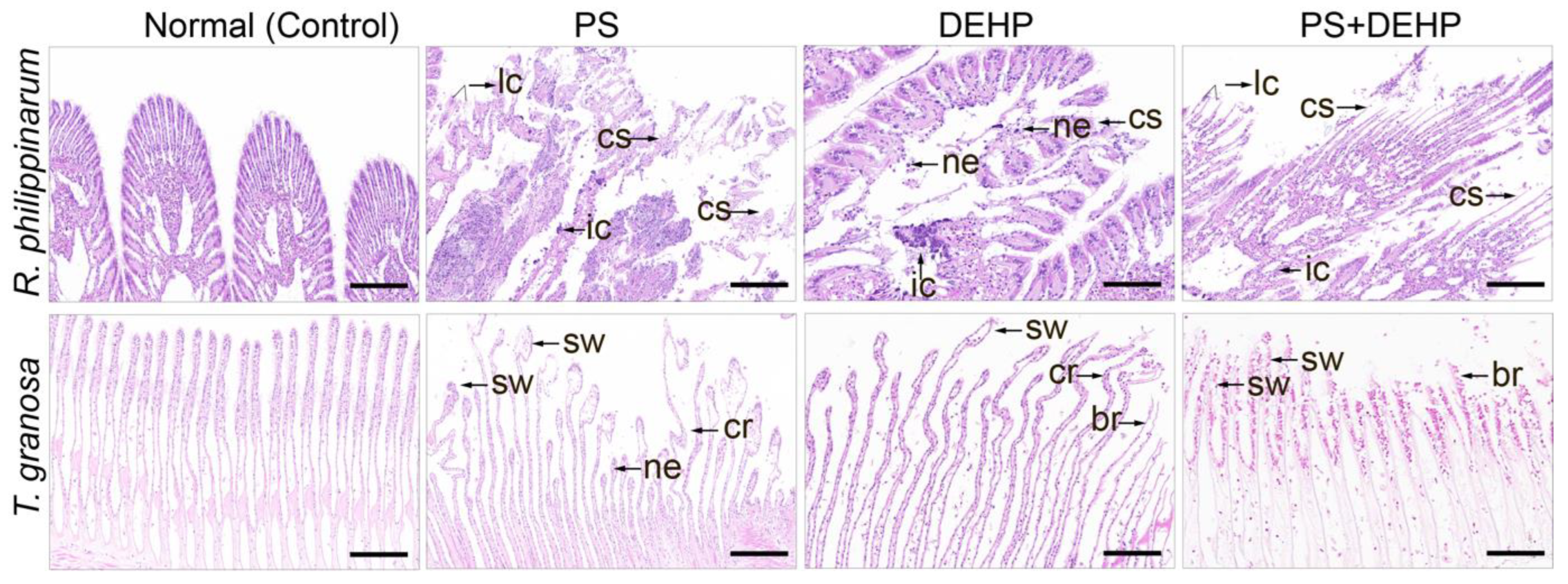 Nanomaterials 12 04077 g005 Nanomaterials 12 04077 g005