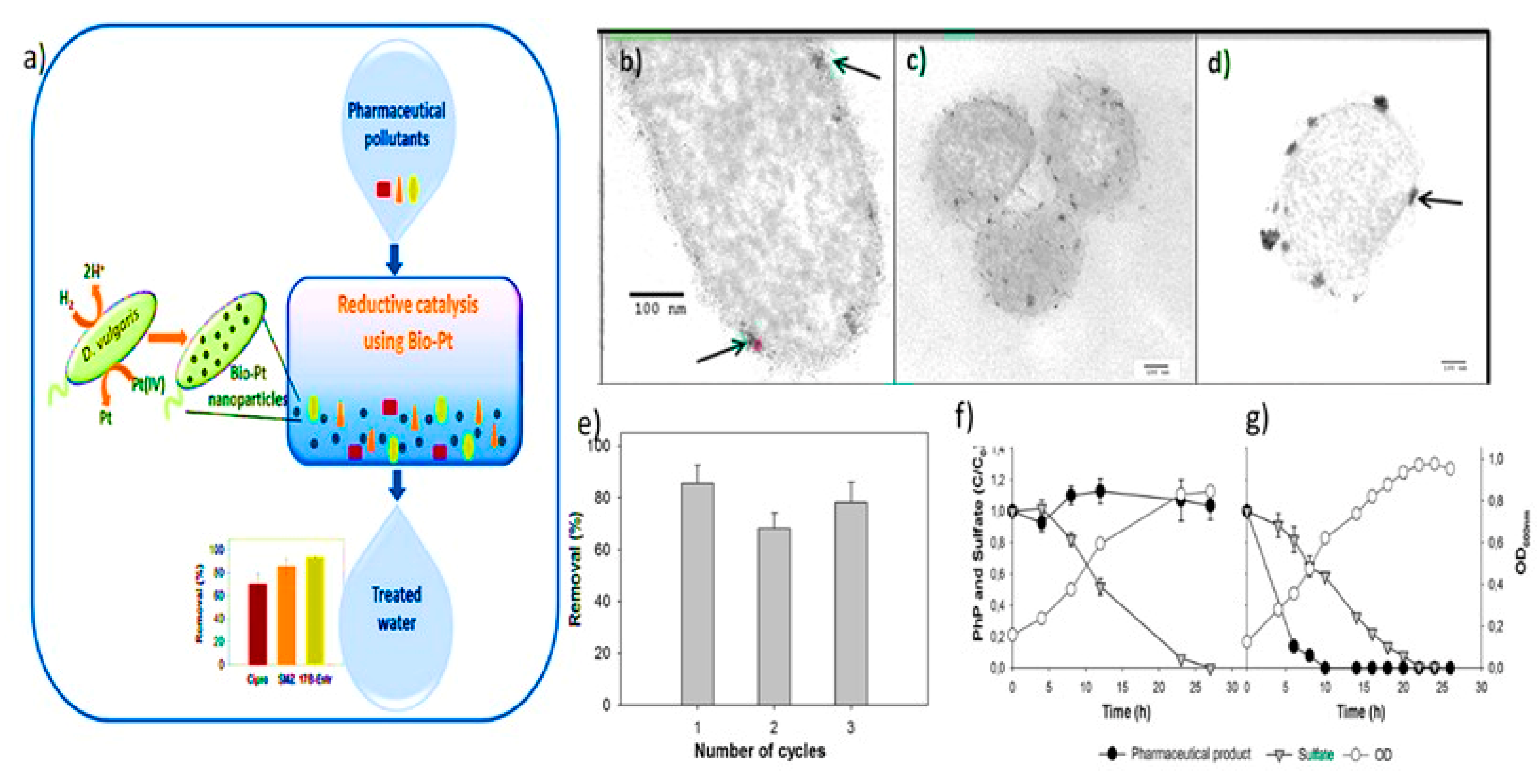 Nanomaterials | Free Full-Text | Exploring Microbial-Based Green 