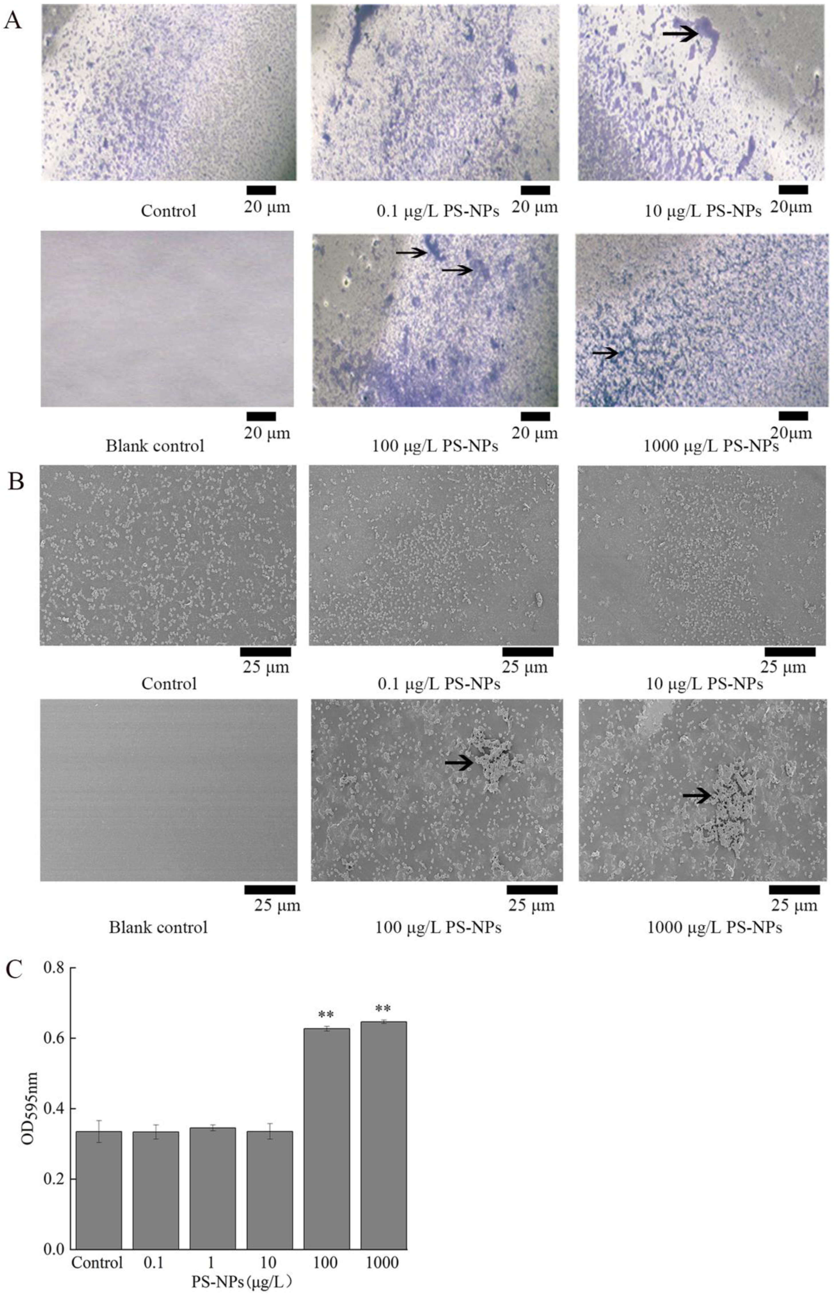 Nanomaterials 12 04222 g005 Nanomaterials 12 04222 g005