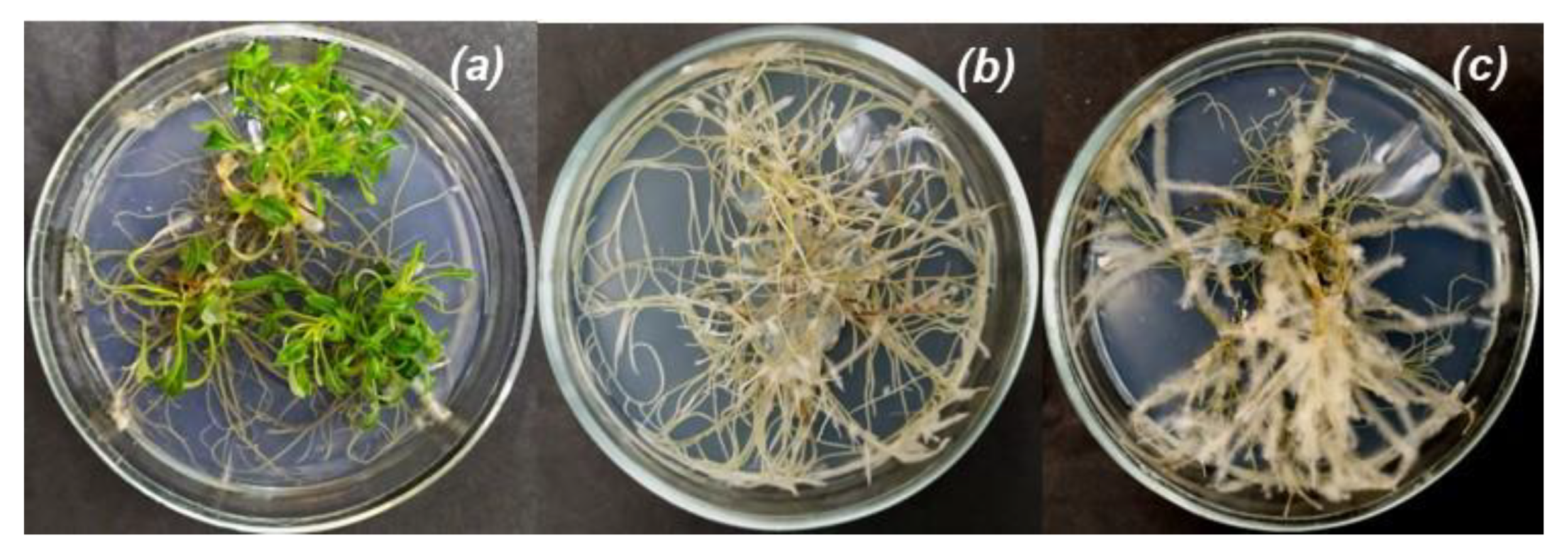 Nanomaterials 12 04231 g001