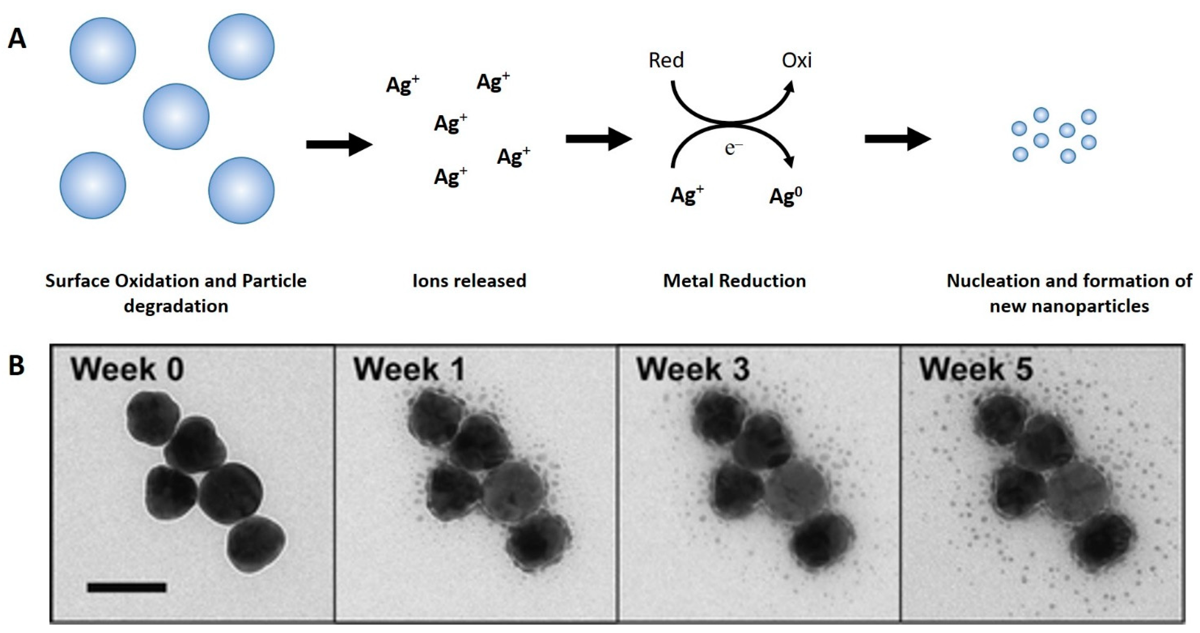Nanomaterials 12 04319 g004