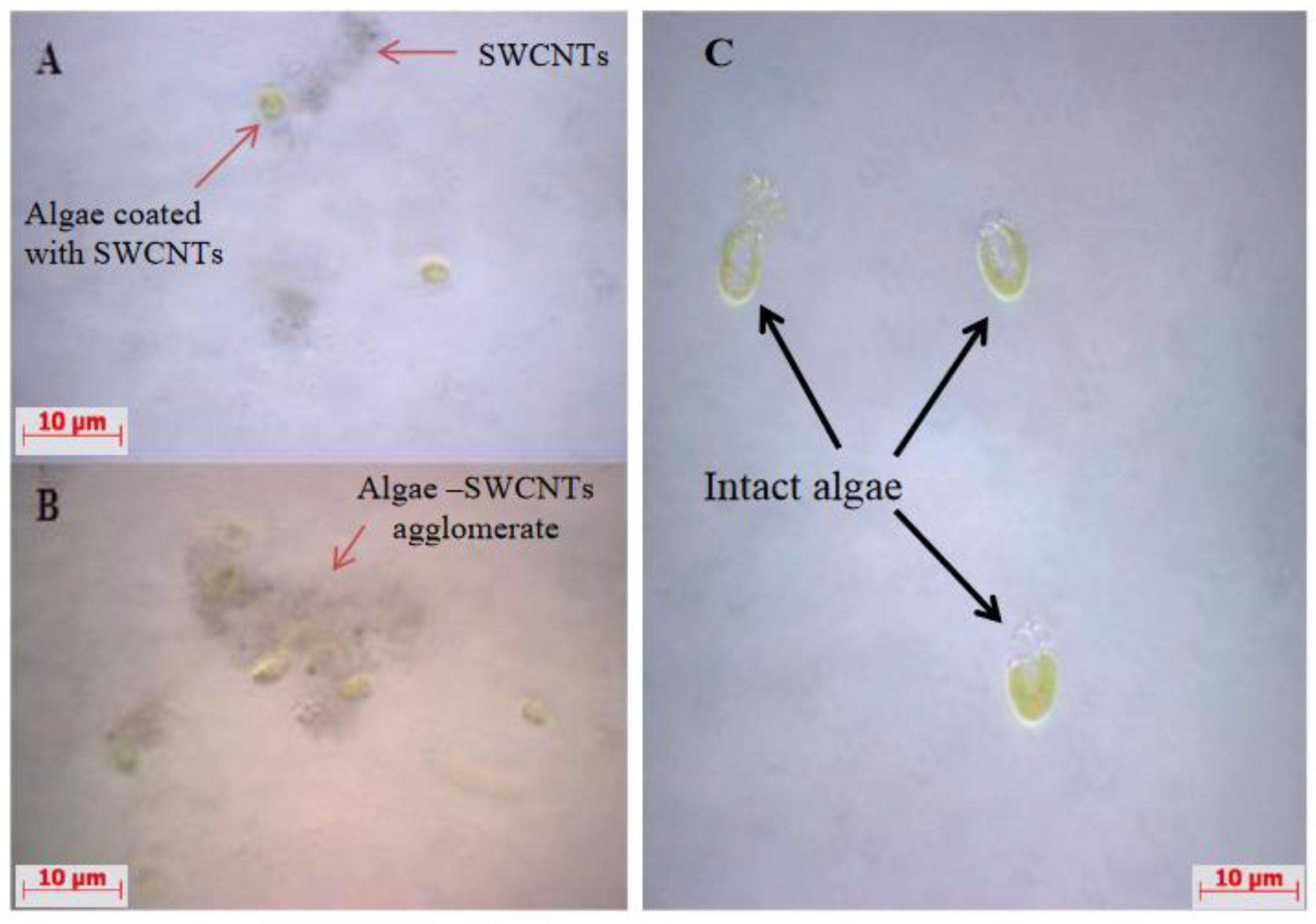 Nanomaterials 12 04363 g002