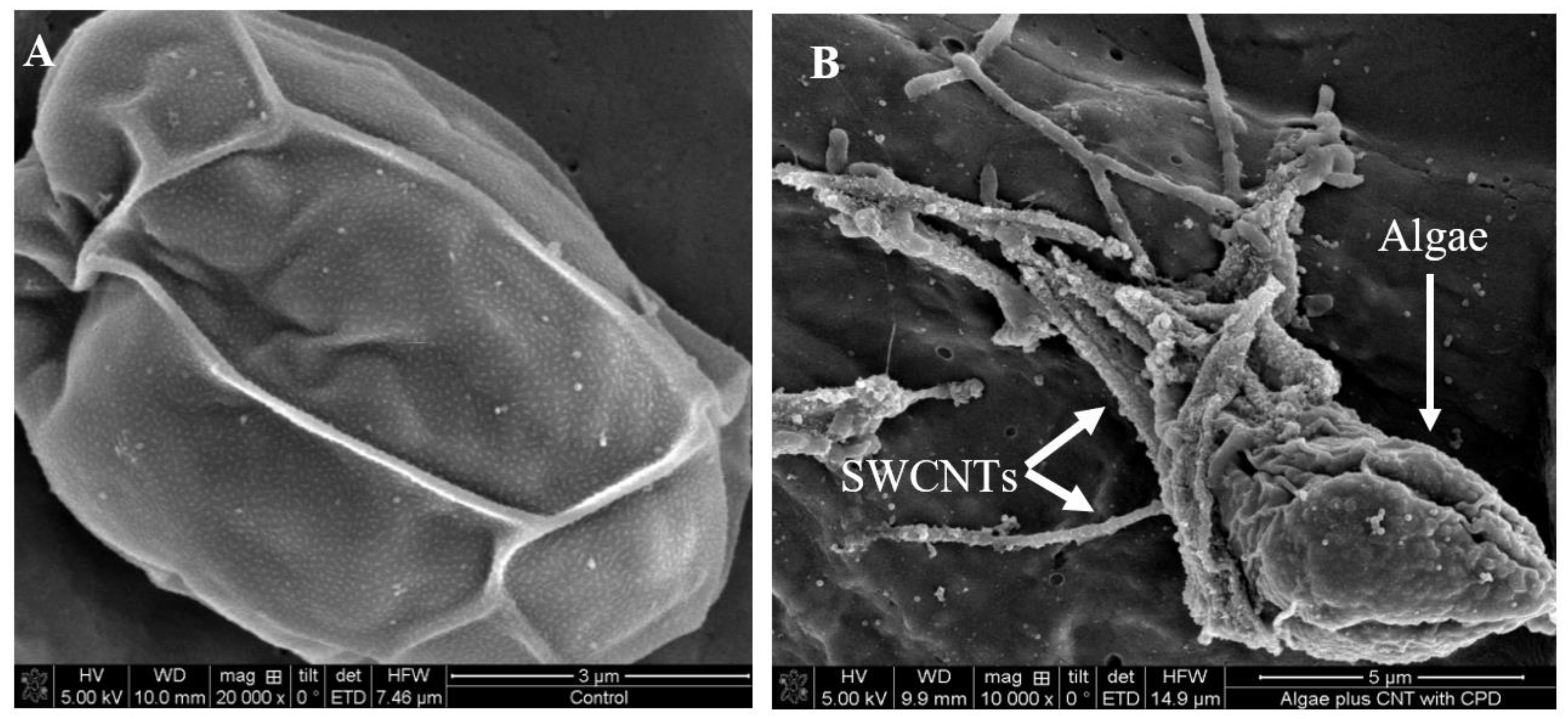 Nanomaterials 12 04363 g003