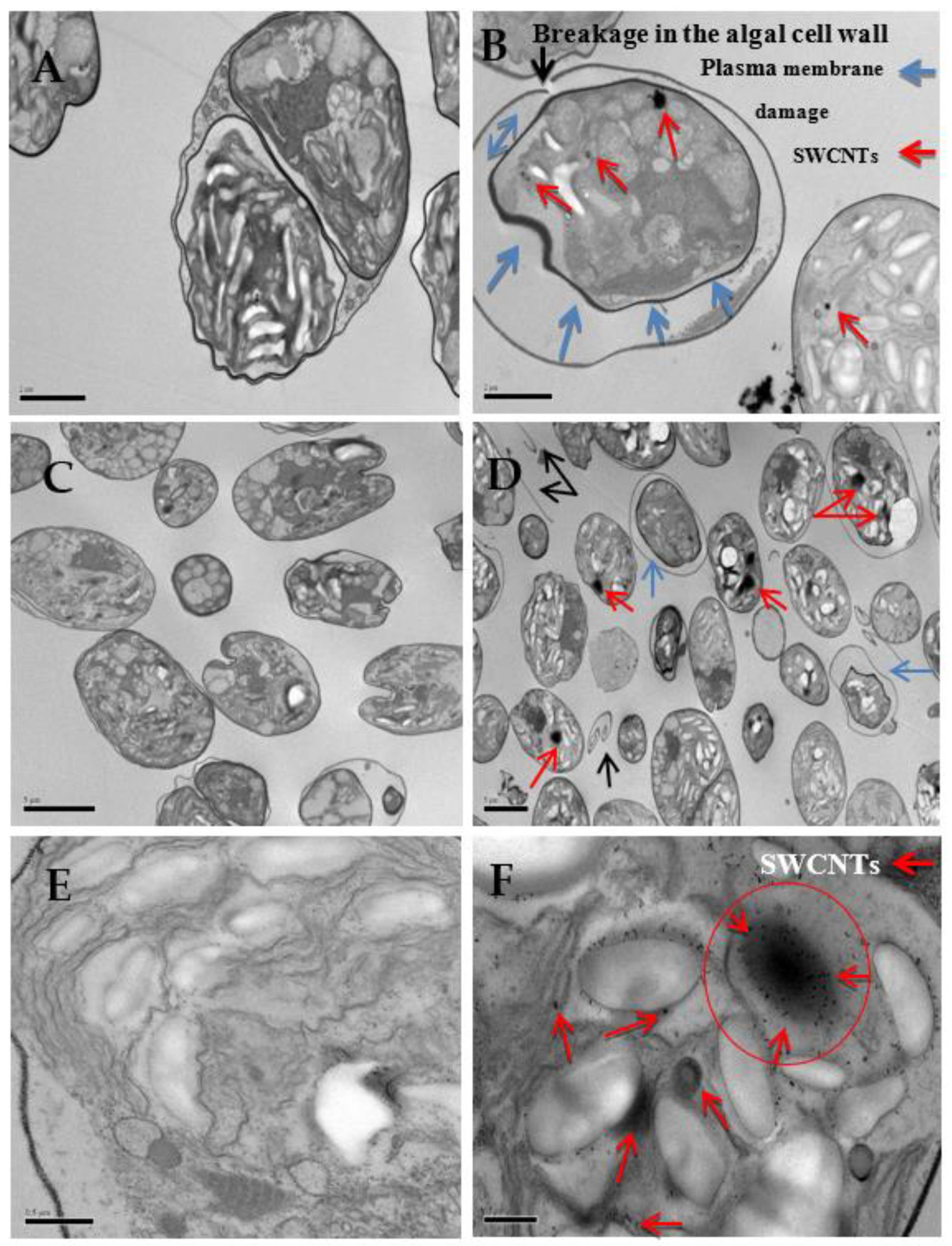 Nanomaterials 12 04363 g008