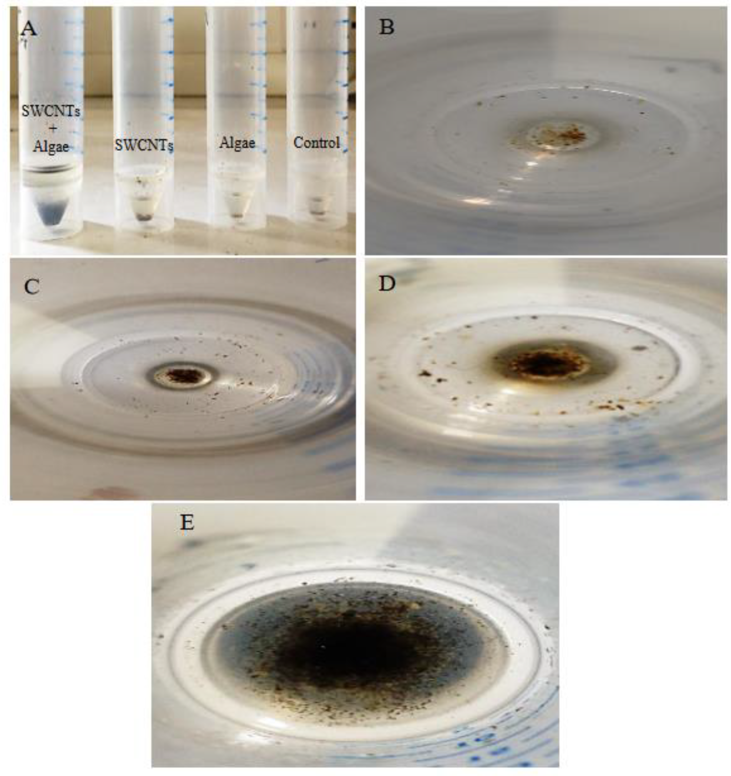 Nanomaterials 12 04363 g010
