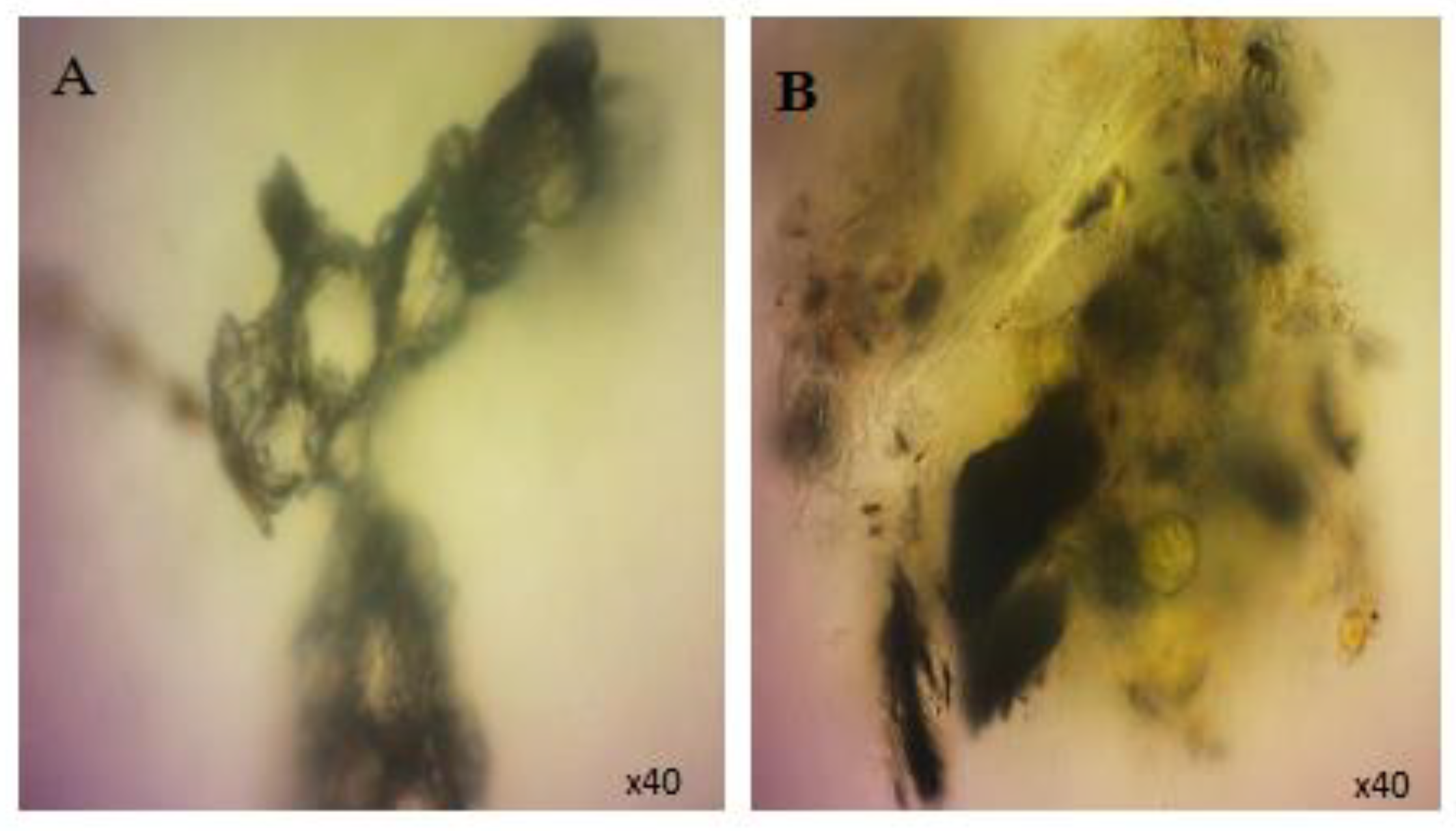 Nanomaterials 12 04363 g011