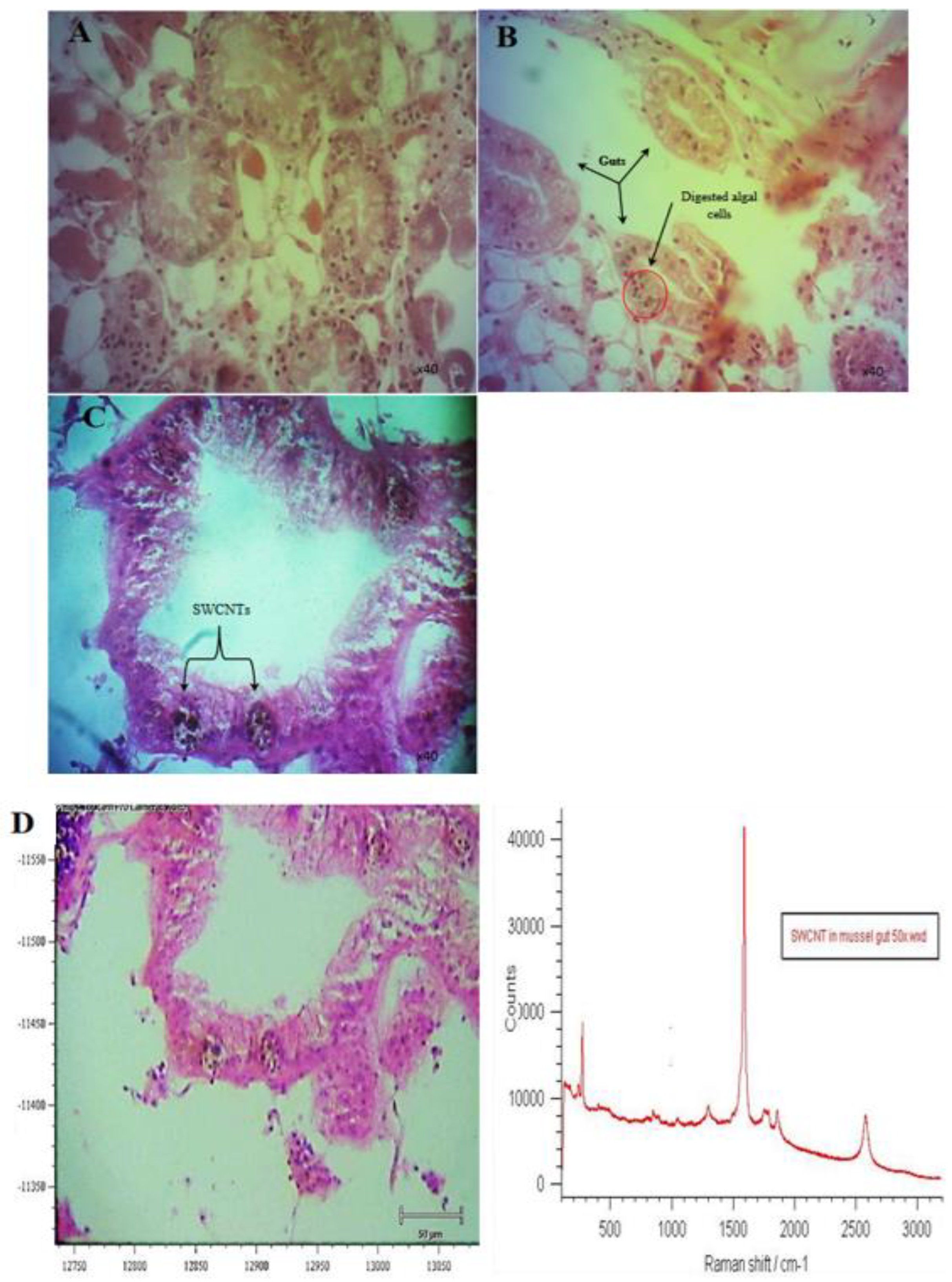 Nanomaterials 12 04363 g015