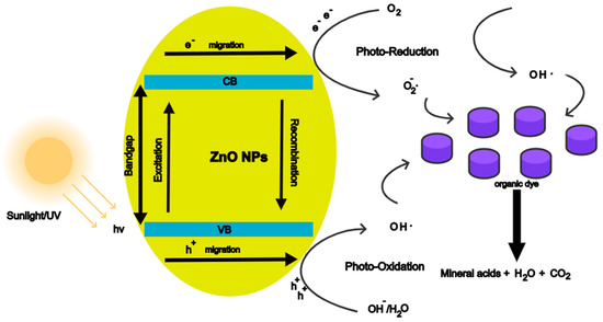 Antibacterial and Photodegradation of Organic Dyes Using Lamiaceae