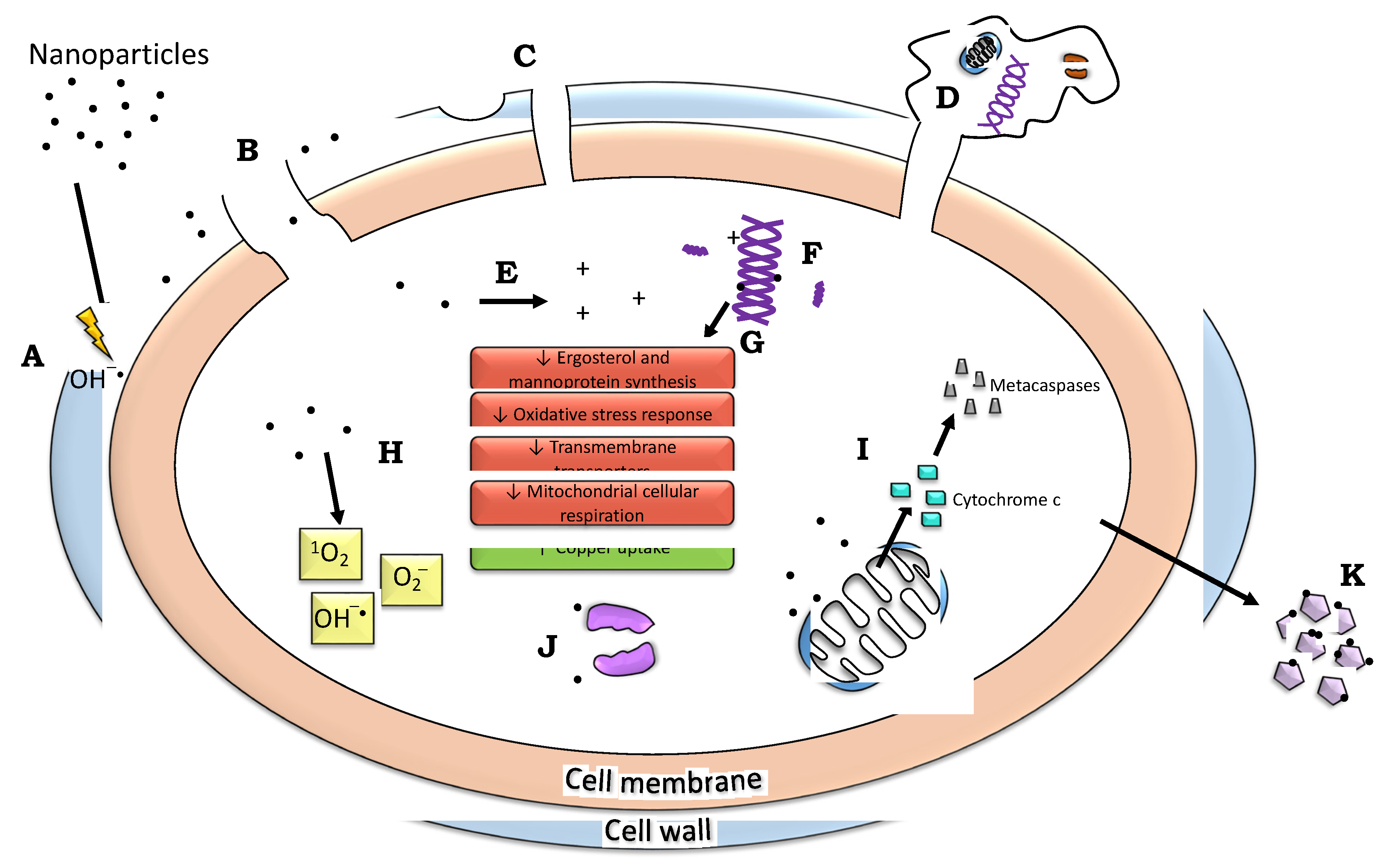Nanomaterials 12 04470 g005 Nanomaterials 12 04470 g005