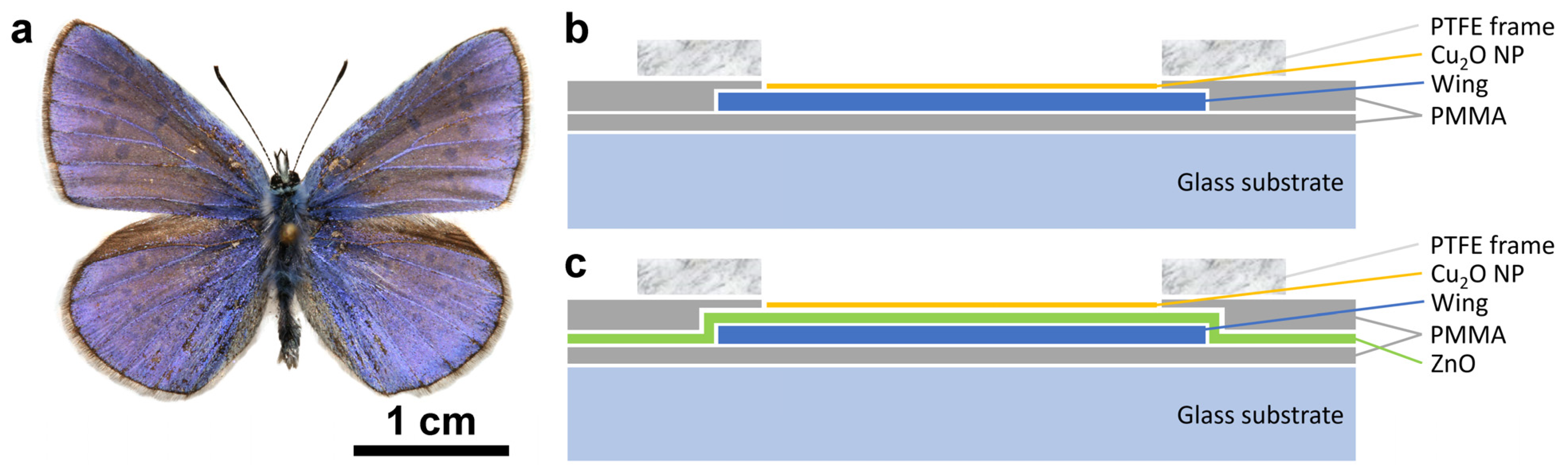Nanomaterials 12 04490 g001